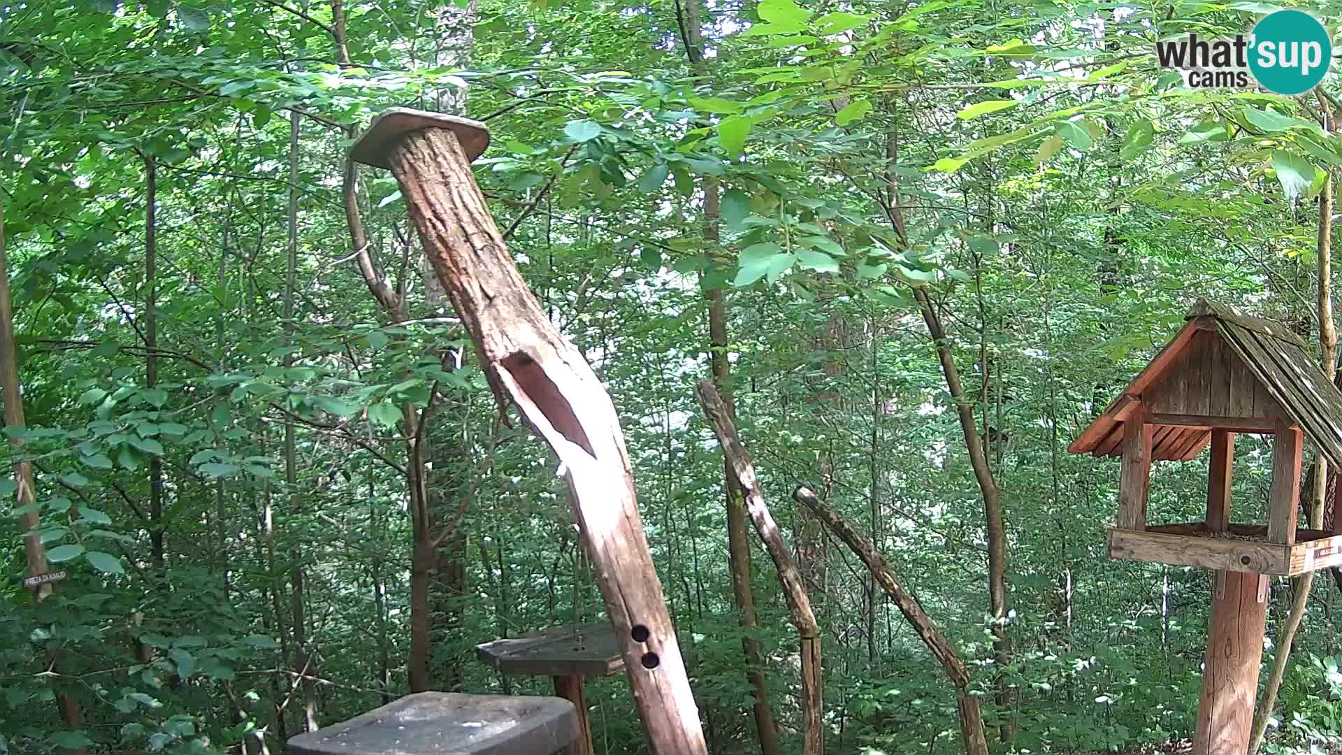 Bird feeders at ZOO Ljubljana webcam