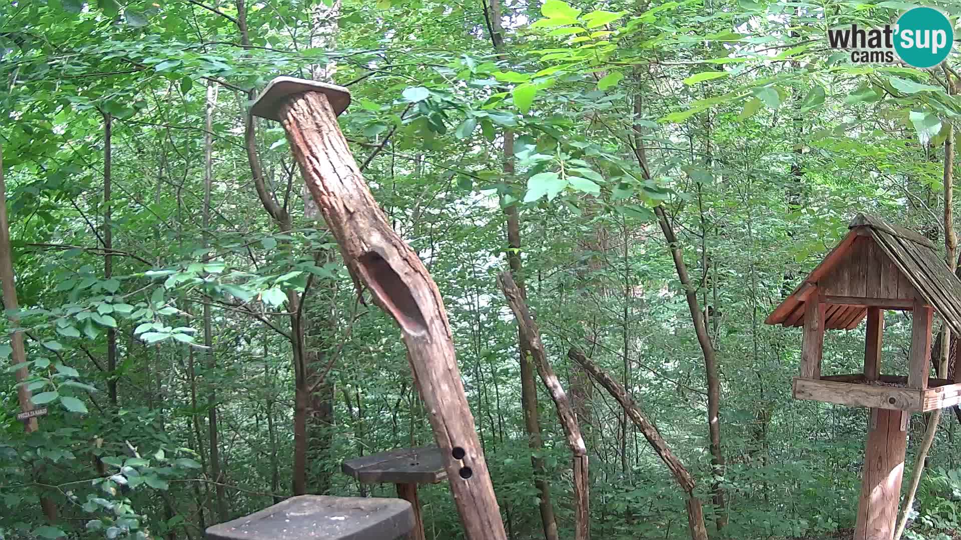 Mangiatoie per uccelli allo ZOO di Lubiana livecam