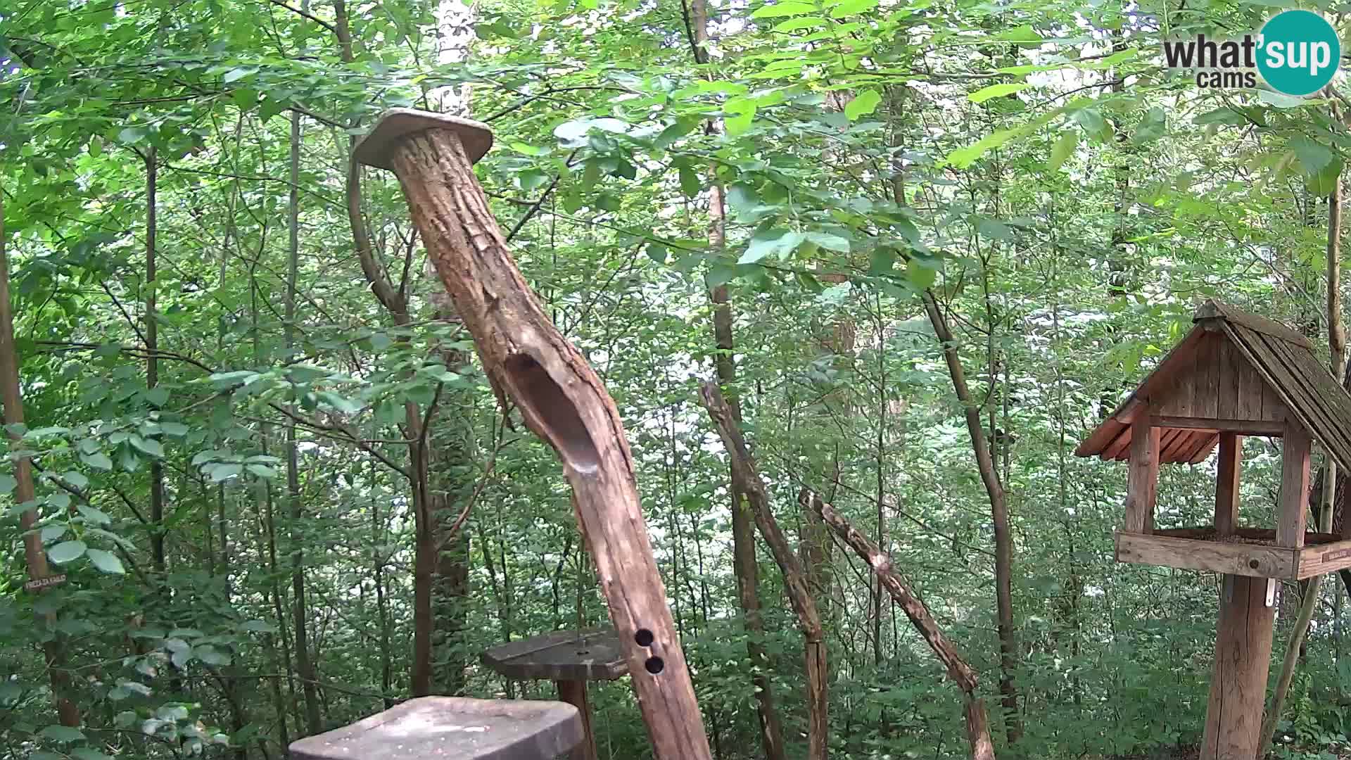 Krmilnice za ptiče v ZOO Ljubljana spletna kamera