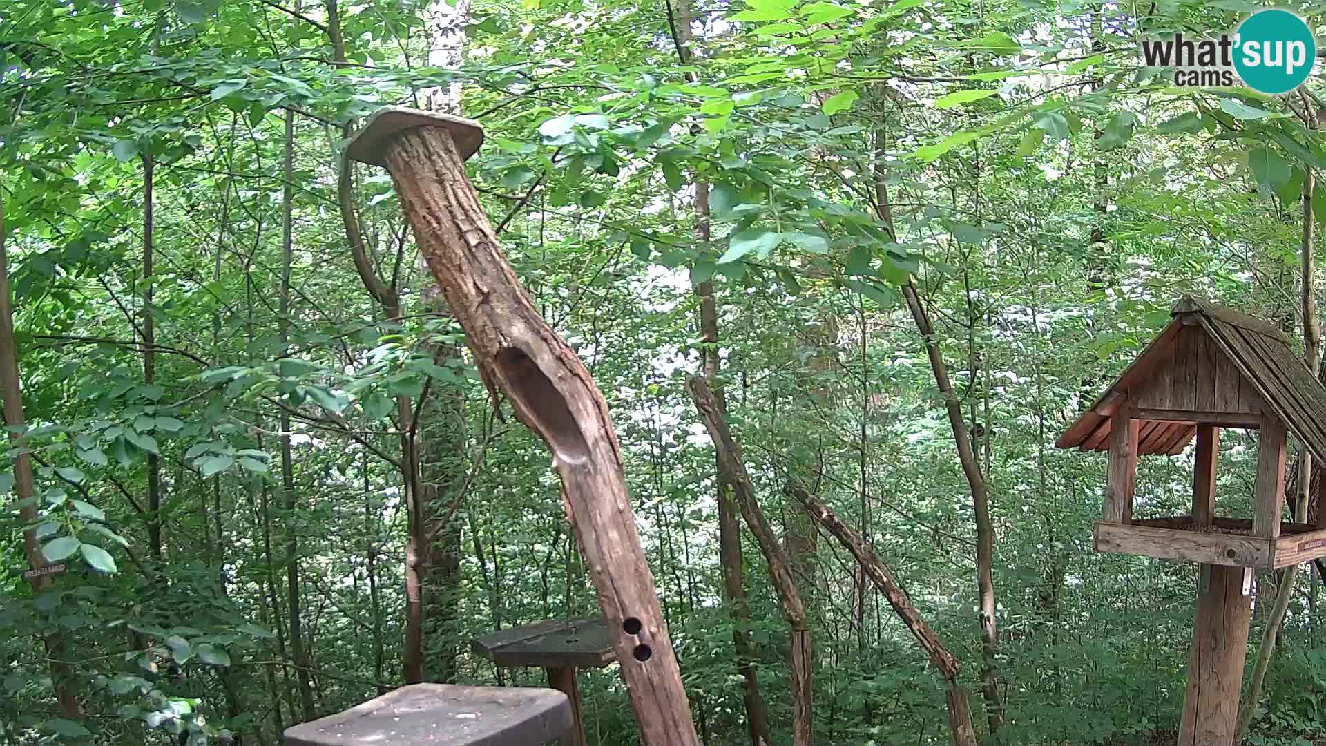Vogelfutterhäuschen im ZOO webcam Ljubljana