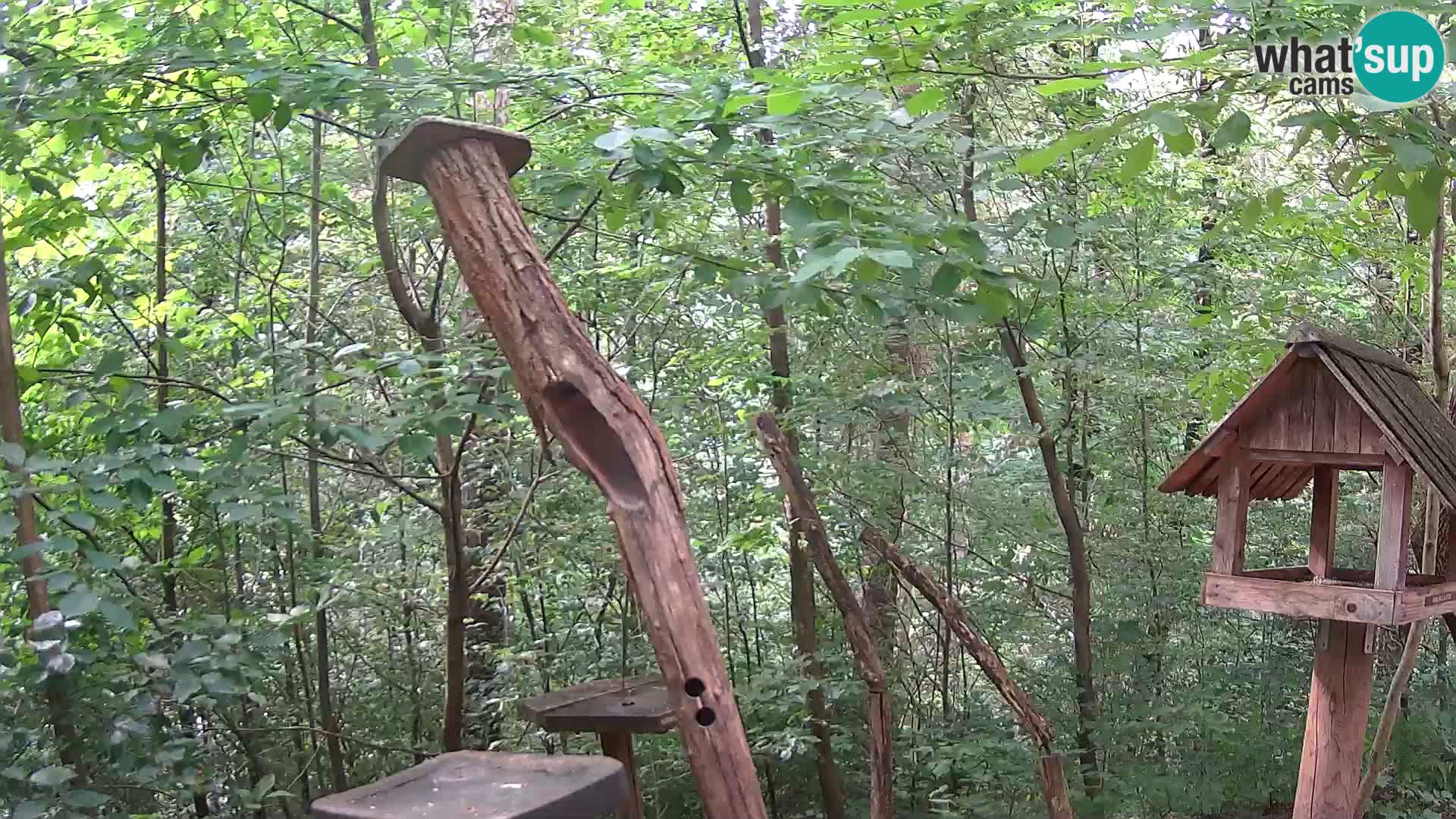 Mangiatoie per uccelli allo ZOO di Lubiana livecam