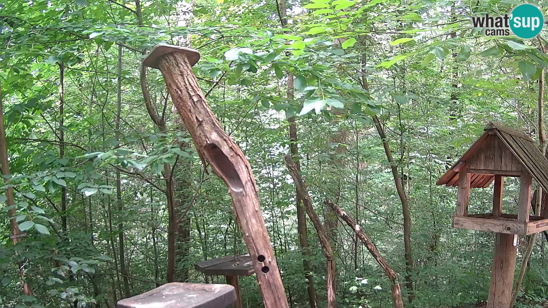 Mangeoires pour oiseaux au ZOO live webcam Ljubljana
