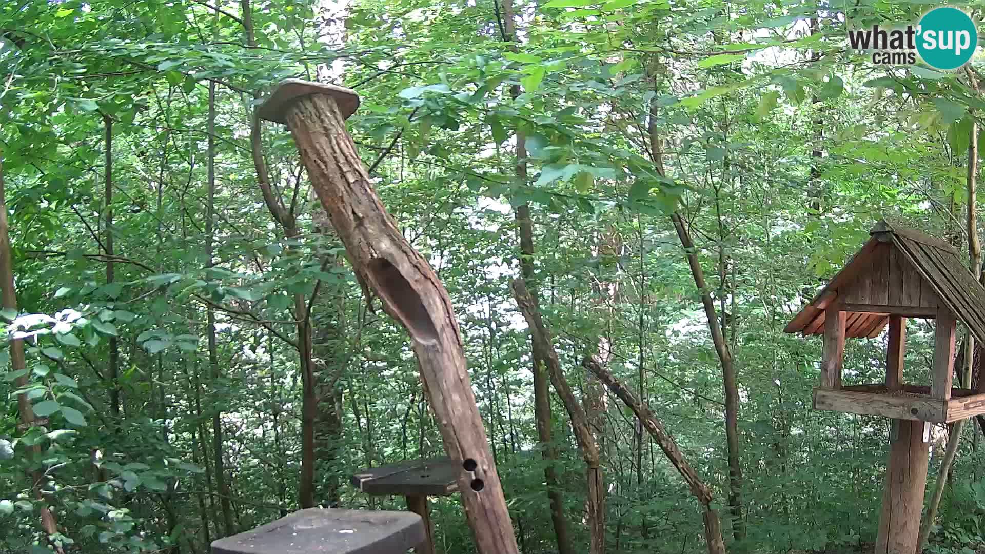 Vogelfutterhäuschen im ZOO webcam Ljubljana