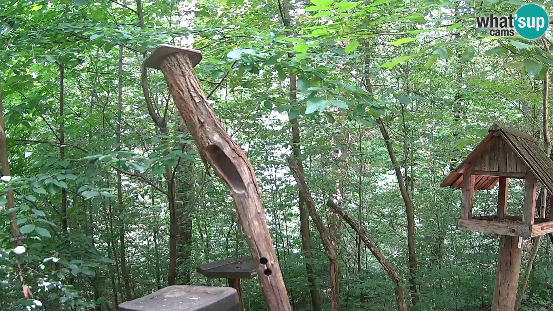 Mangeoires pour oiseaux au ZOO live webcam Ljubljana