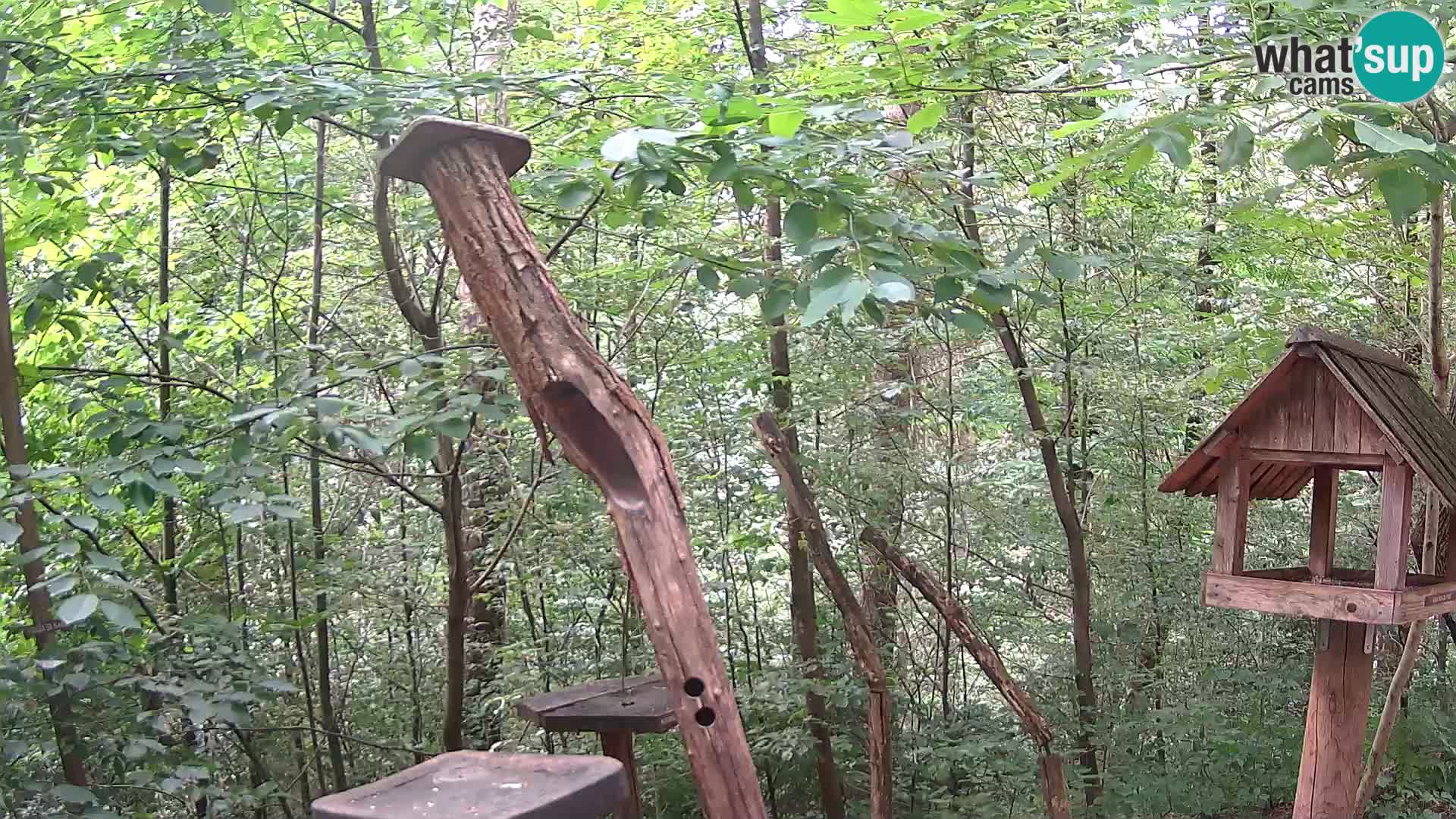 Mangiatoie per uccelli allo ZOO di Lubiana livecam