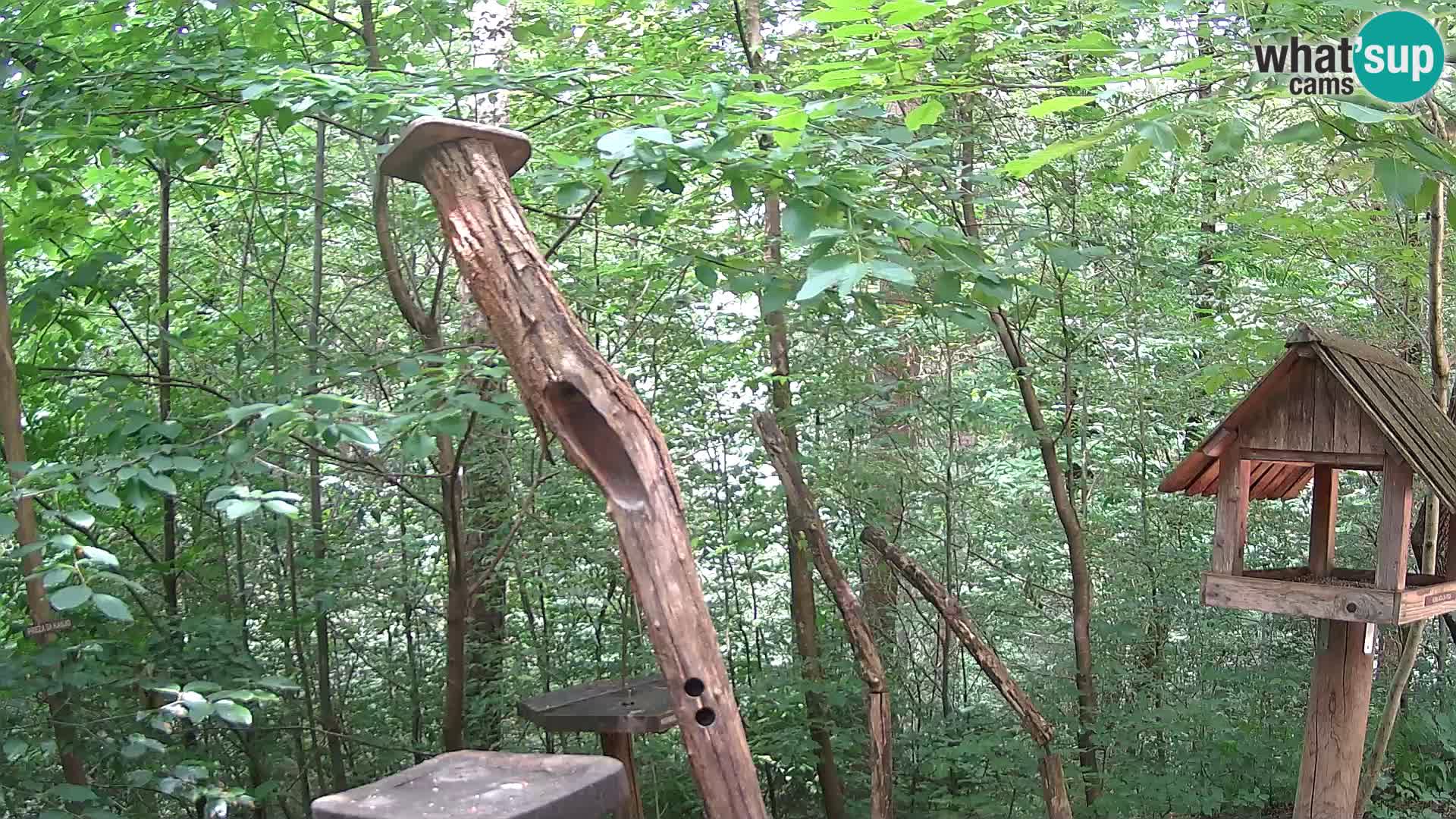 Hranilice za ptice u ZOO web kamera Ljubljana