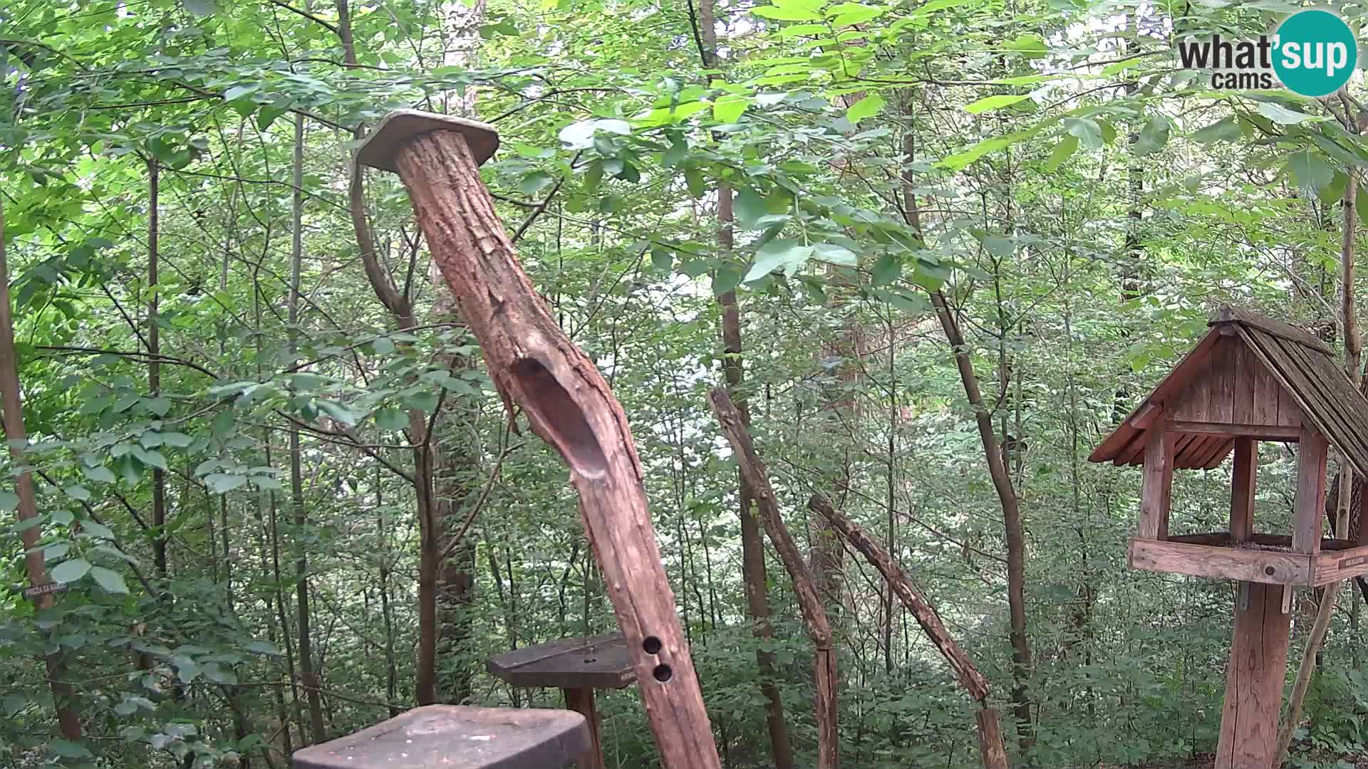 Krmilnice za ptiče v ZOO Ljubljana spletna kamera