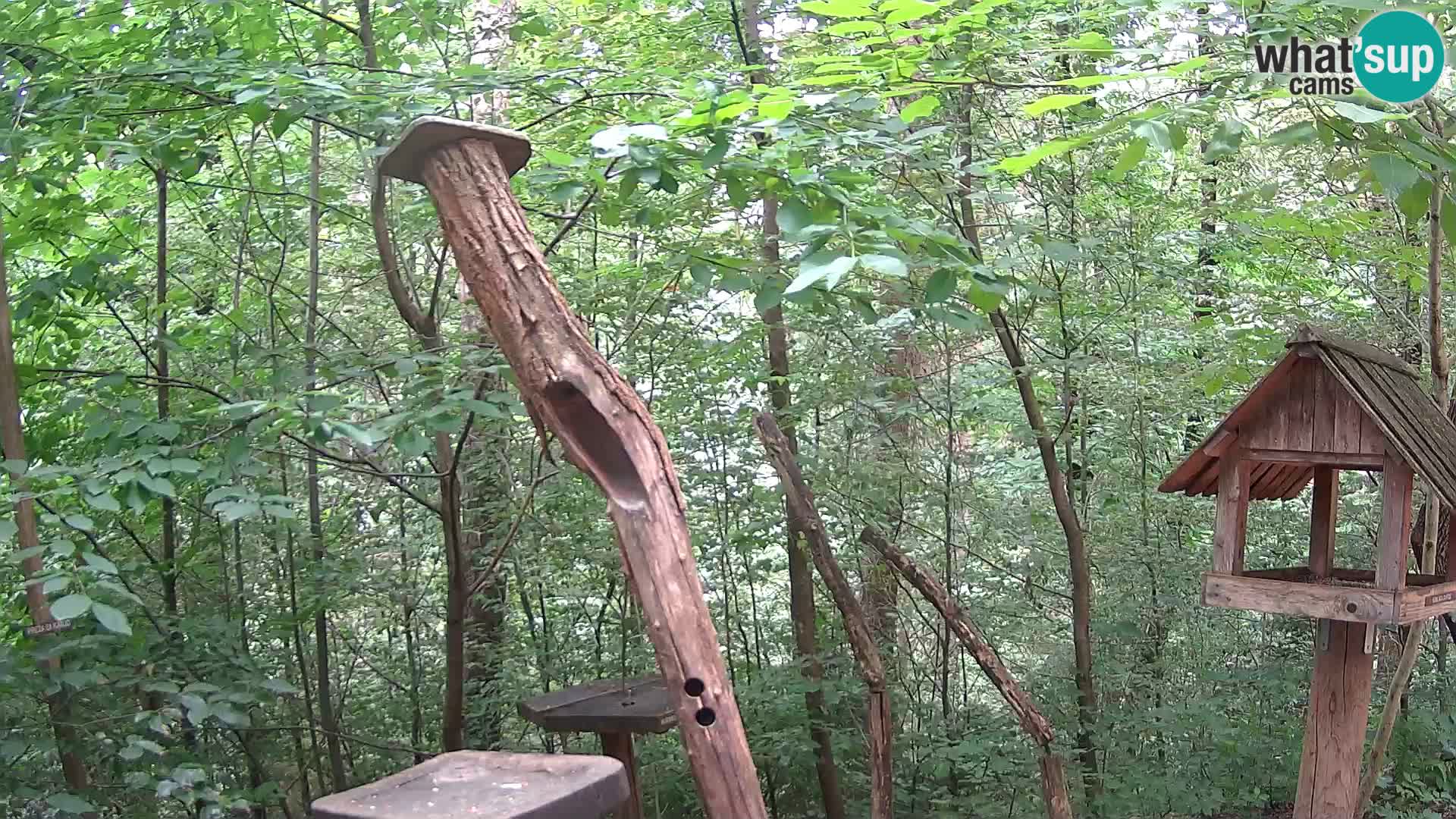 Krmilnice za ptiče v ZOO Ljubljana spletna kamera