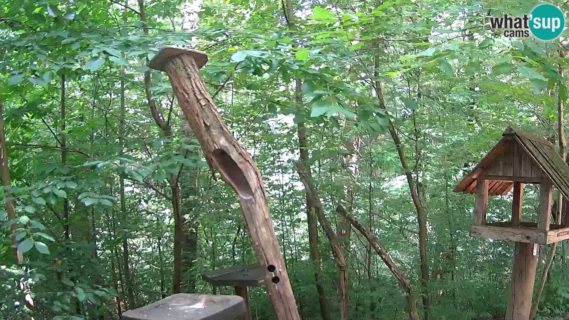 Comederos para pájaros en ZOO Ljubljana camera en vivo
