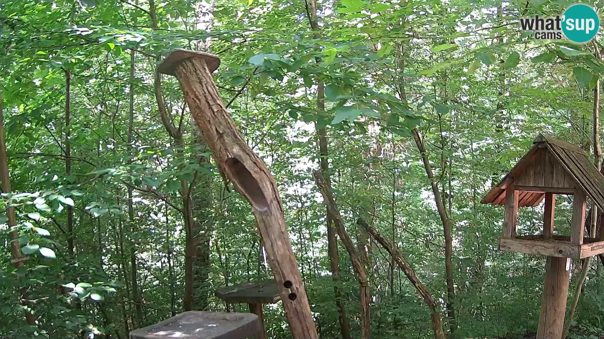 Comederos para pájaros en ZOO Ljubljana camera en vivo