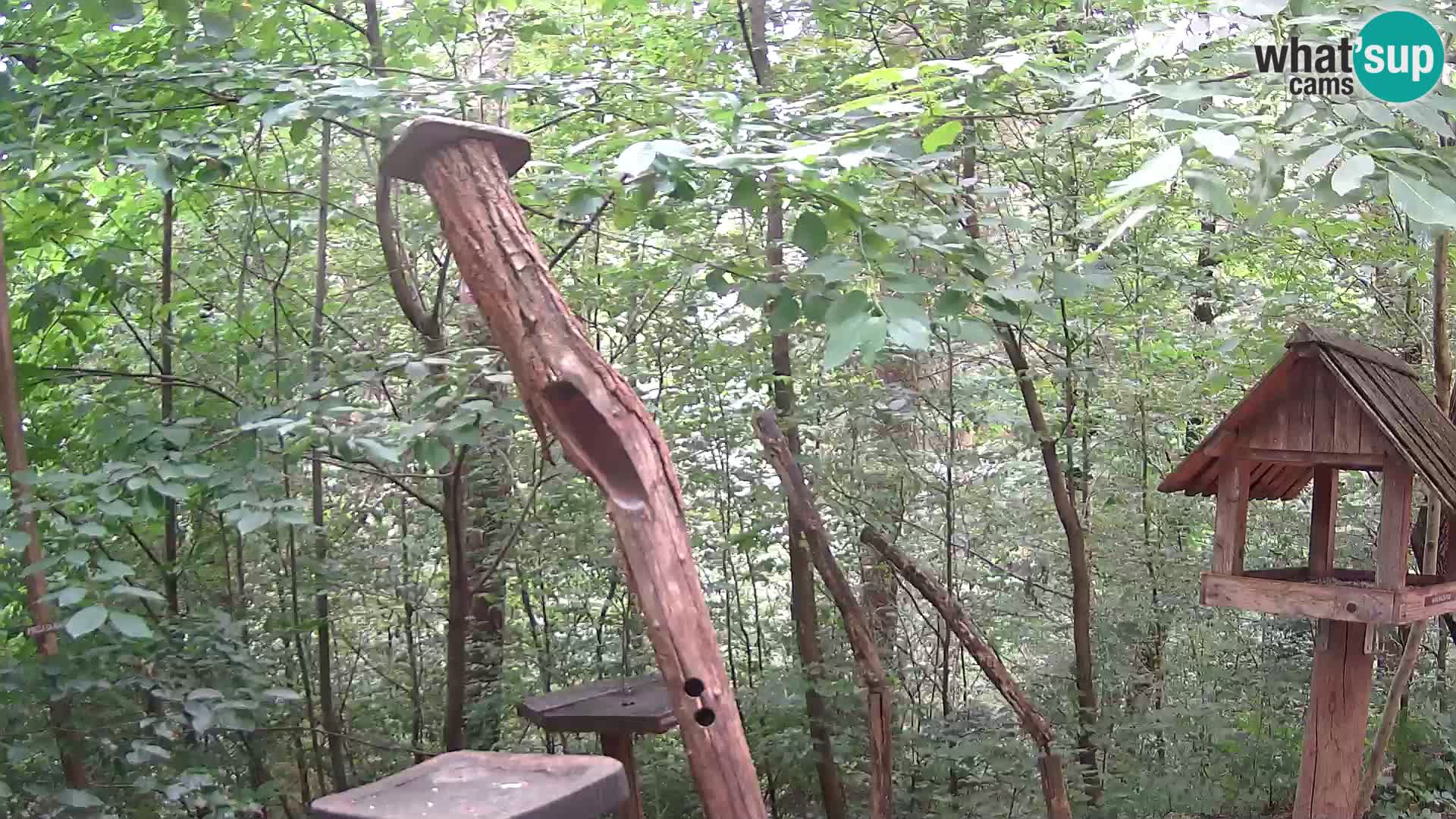 Krmilnice za ptiče v ZOO Ljubljana spletna kamera