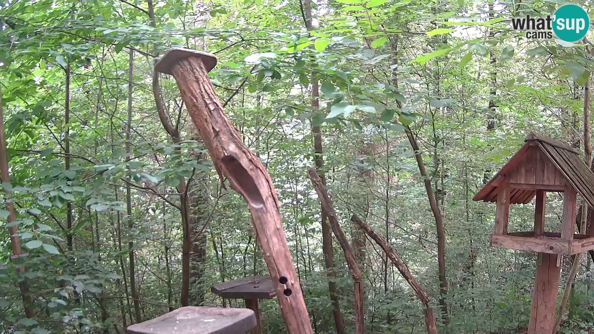 Hranilice za ptice u ZOO web kamera Ljubljana