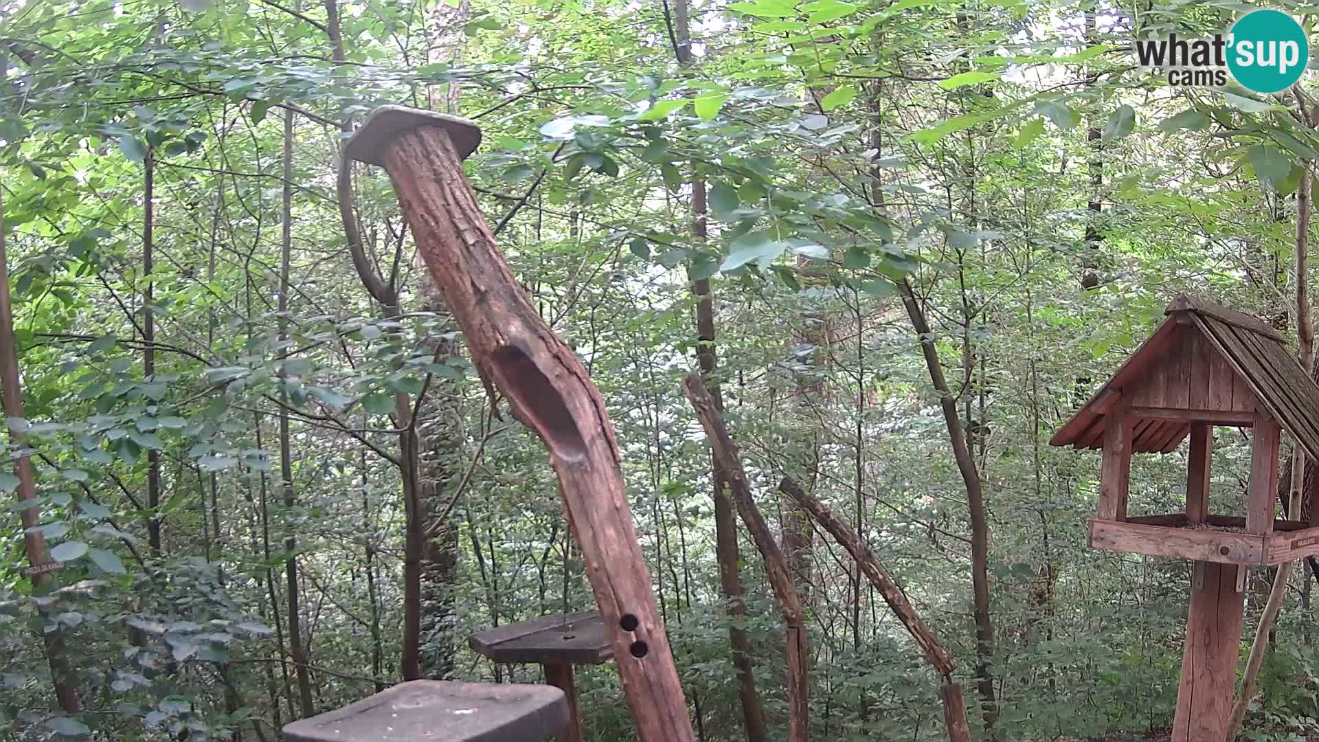 Comederos para pájaros en ZOO Ljubljana camera en vivo