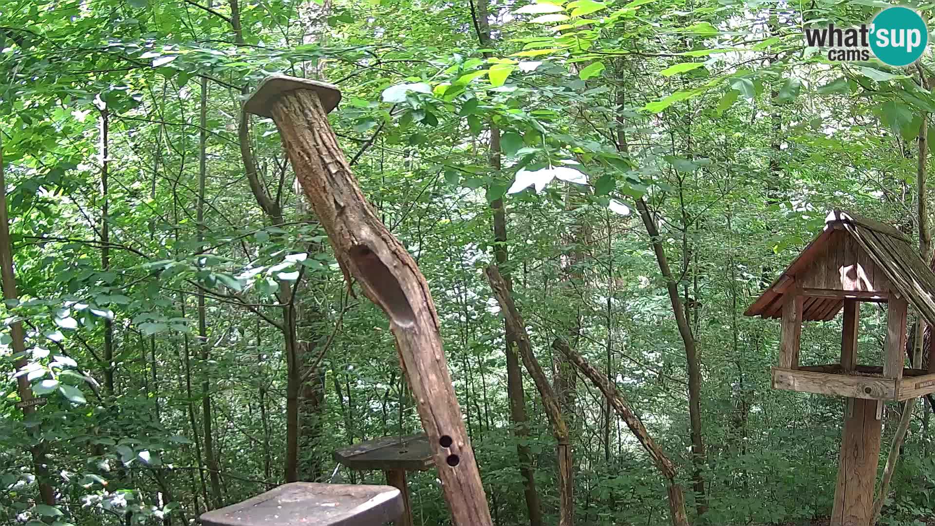 Mangeoires pour oiseaux au ZOO live webcam Ljubljana
