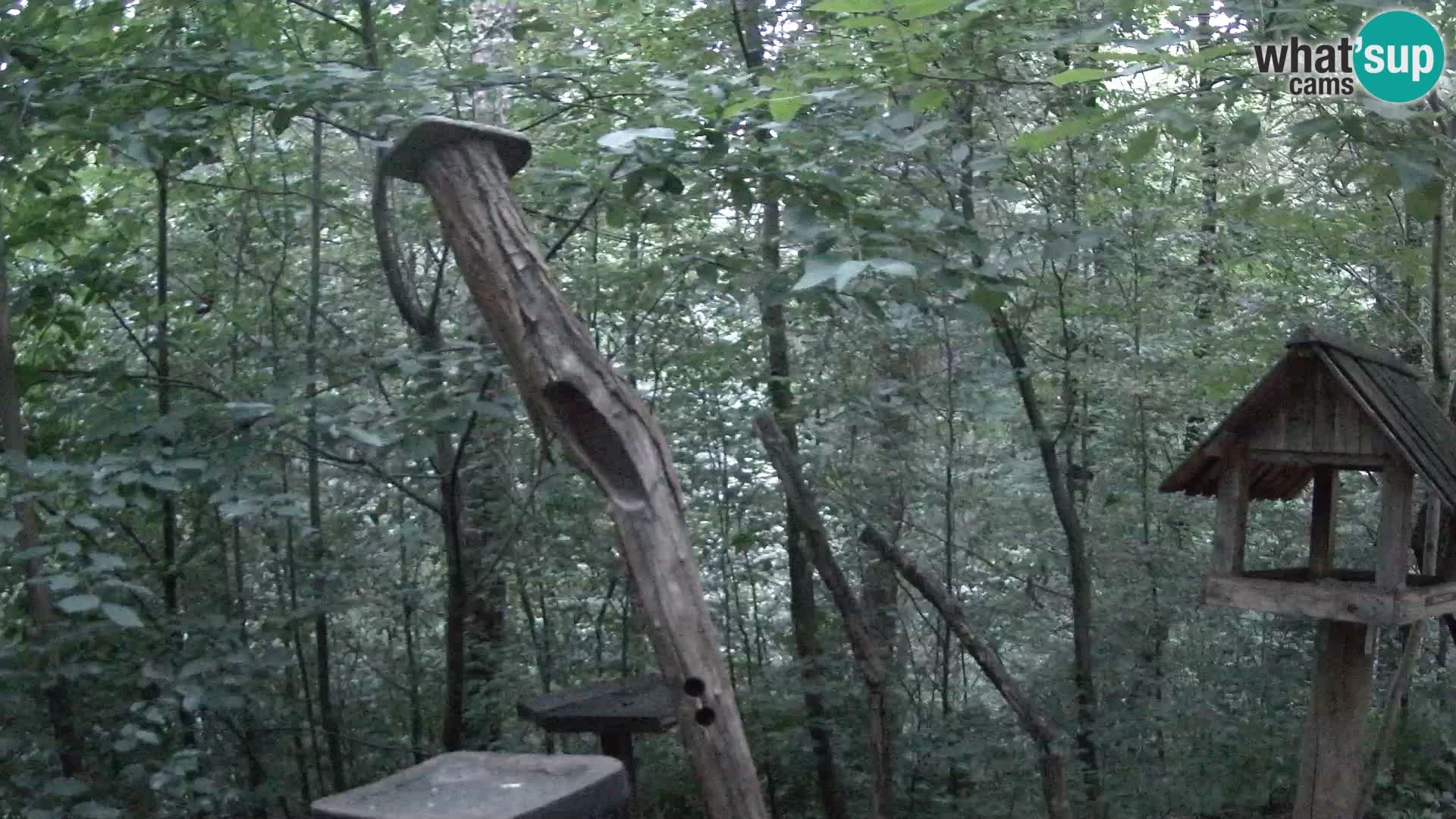 Comederos para pájaros en ZOO Ljubljana camera en vivo