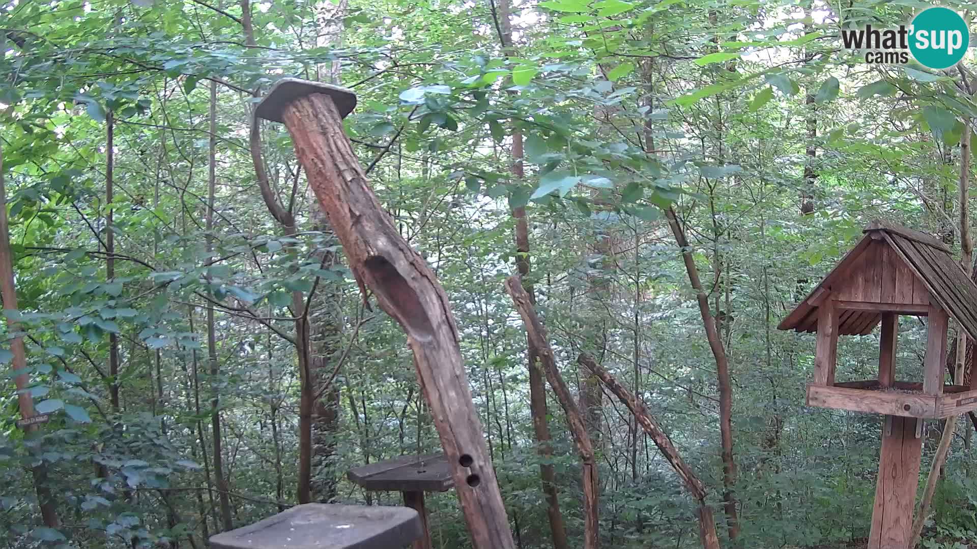 Comederos para pájaros en ZOO Ljubljana camera en vivo