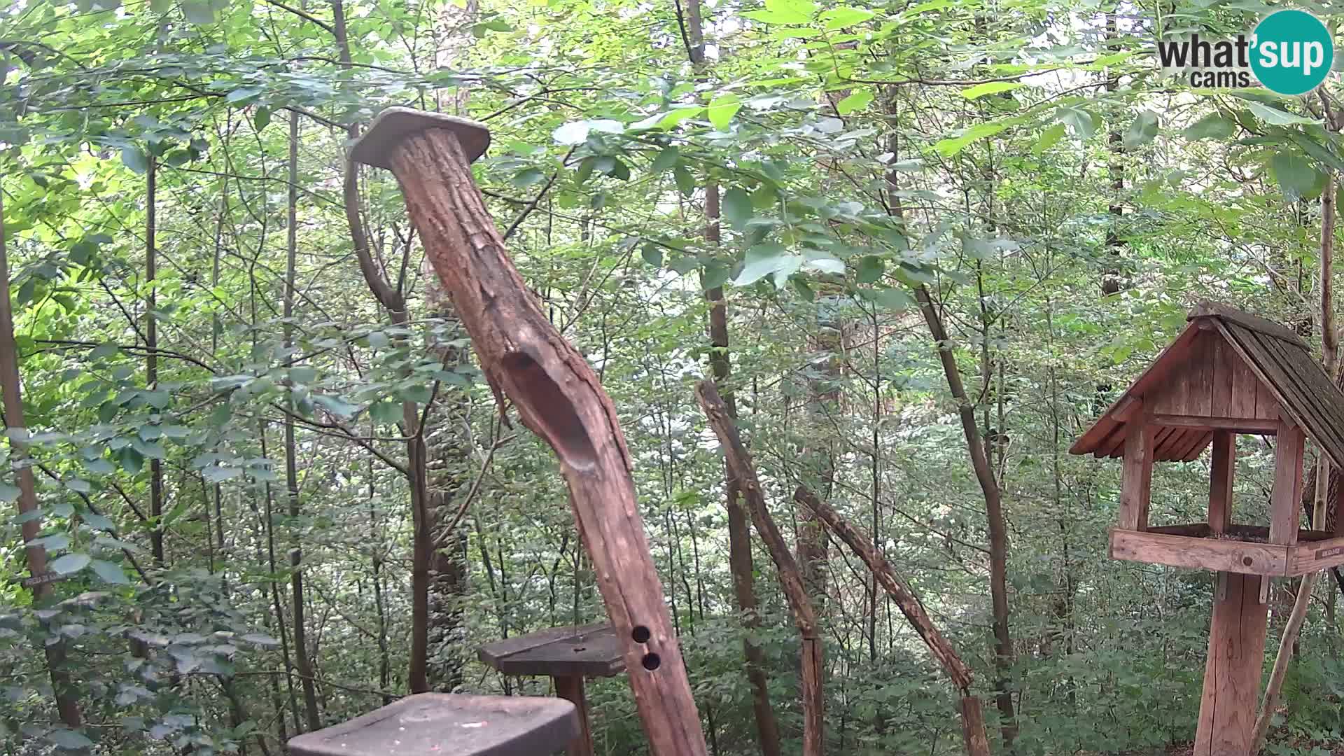 Mangiatoie per uccelli allo ZOO di Lubiana livecam