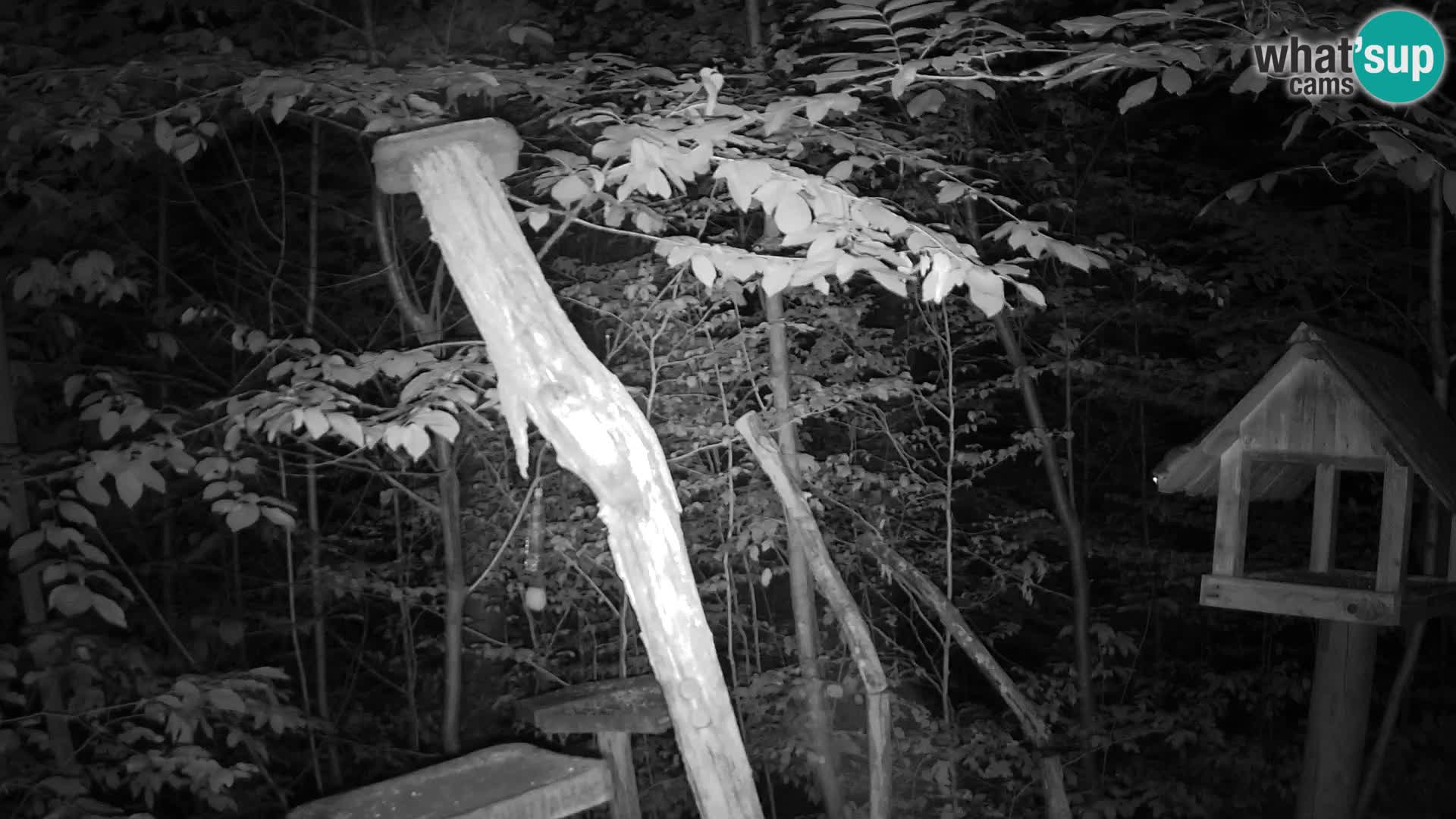 Mangiatoie per uccelli allo ZOO di Lubiana livecam
