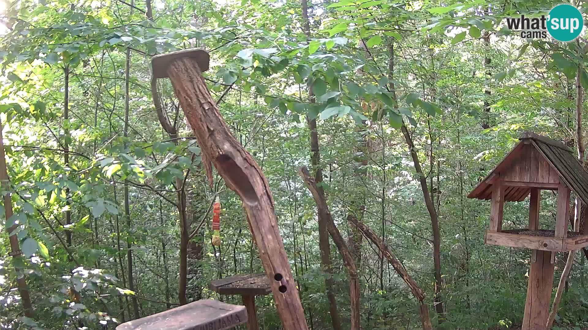 Hranilice za ptice u ZOO web kamera Ljubljana
