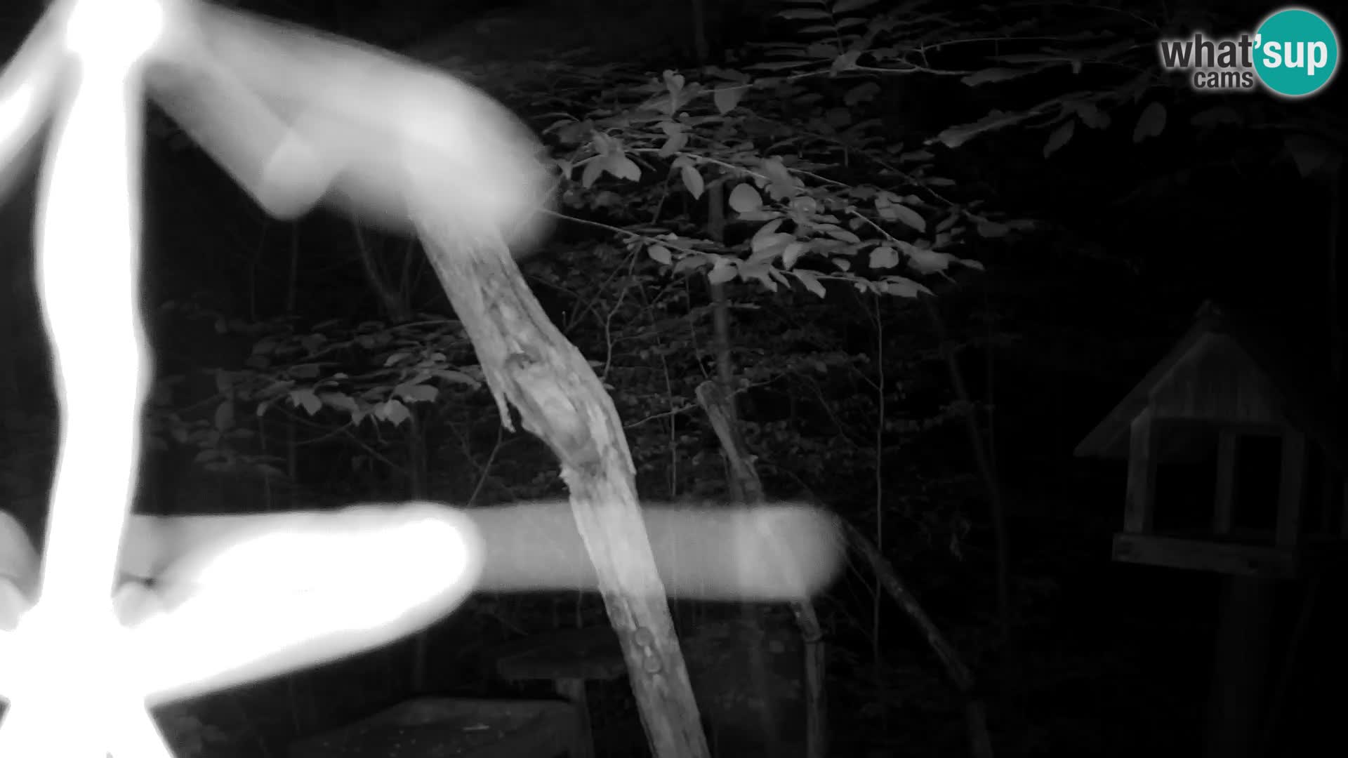 Mangiatoie per uccelli allo ZOO di Lubiana livecam
