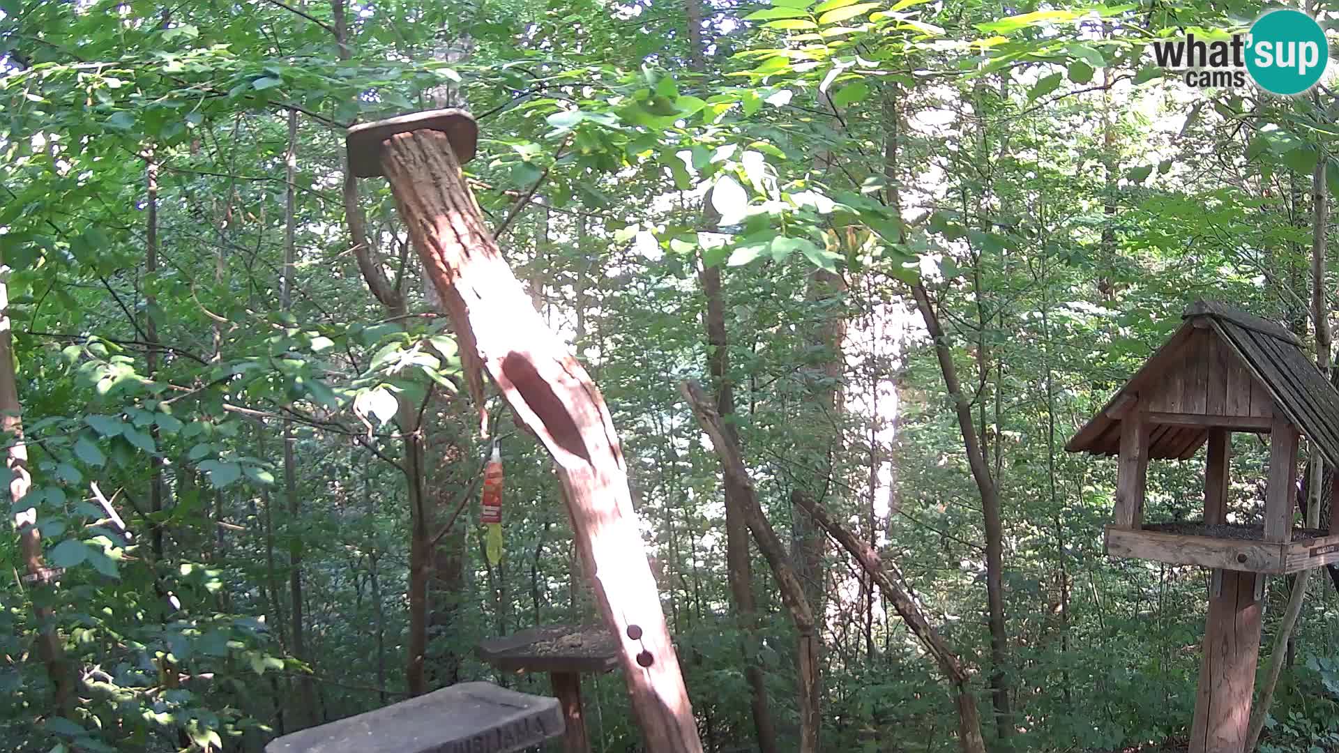 Krmilnice za ptiče v ZOO Ljubljana spletna kamera