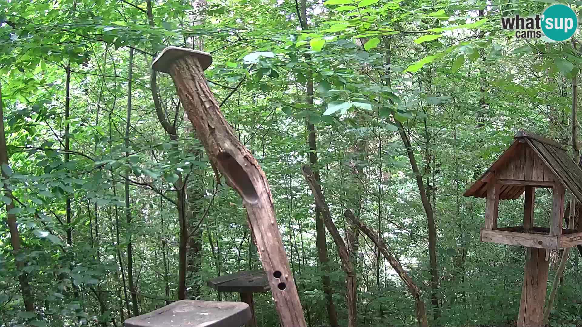 Mangiatoie per uccelli allo ZOO di Lubiana livecam