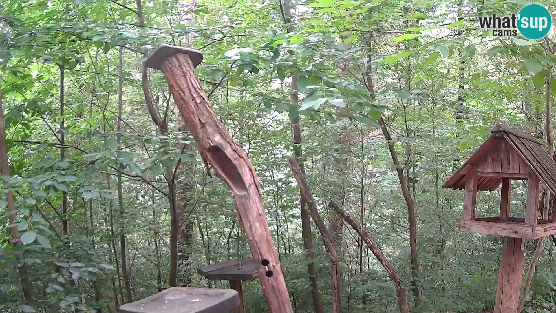 Hranilice za ptice u ZOO web kamera Ljubljana