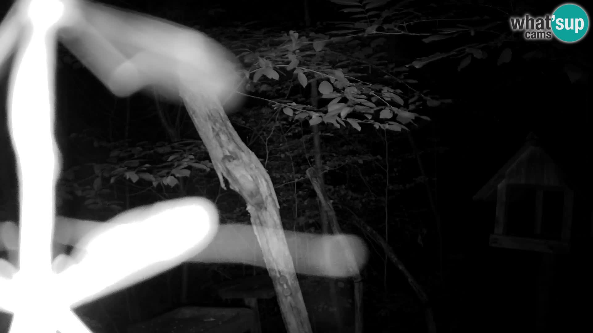 Hranilice za ptice u ZOO web kamera Ljubljana