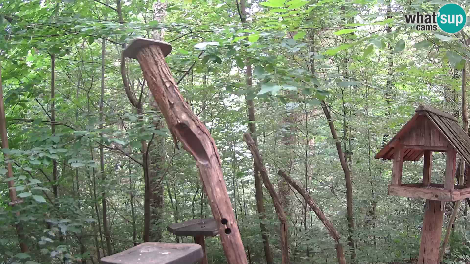 Krmilnice za ptiče v ZOO Ljubljana spletna kamera