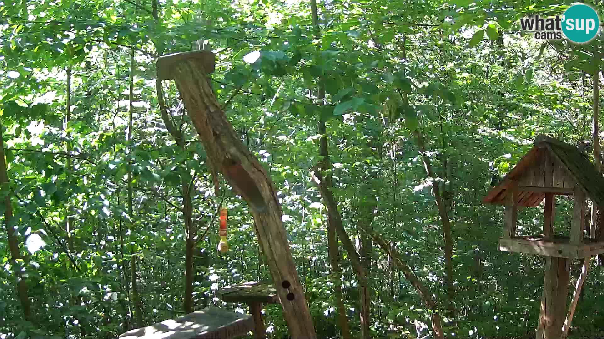 Krmilnice za ptiče v ZOO Ljubljana spletna kamera