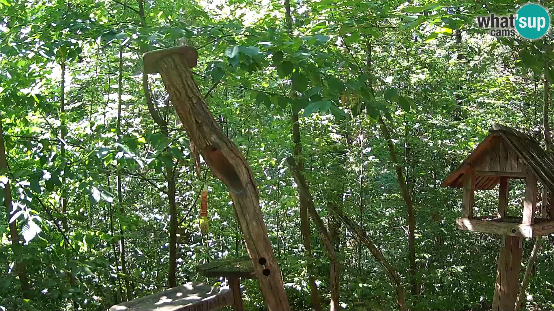 Bird feeders at ZOO Ljubljana webcam