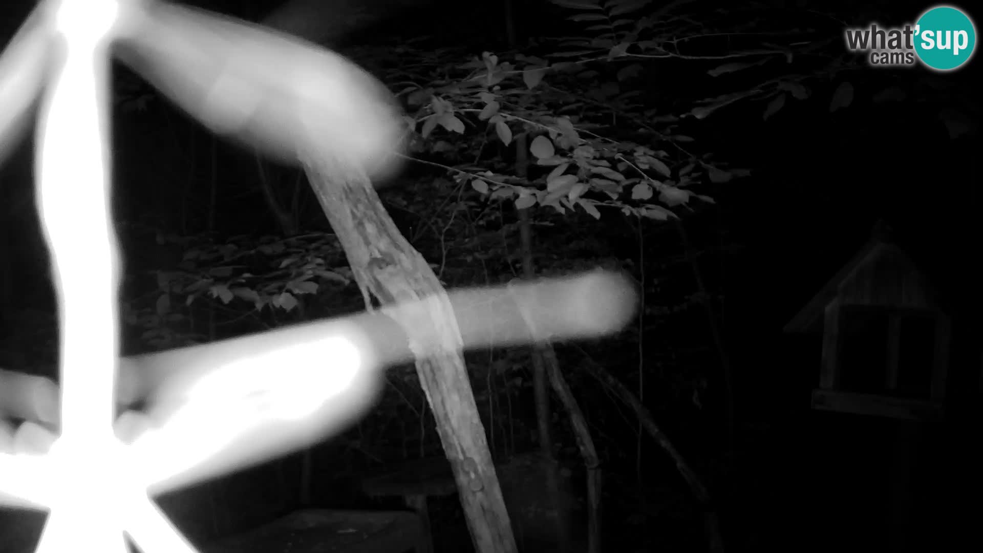 Krmilnice za ptiče v ZOO Ljubljana spletna kamera