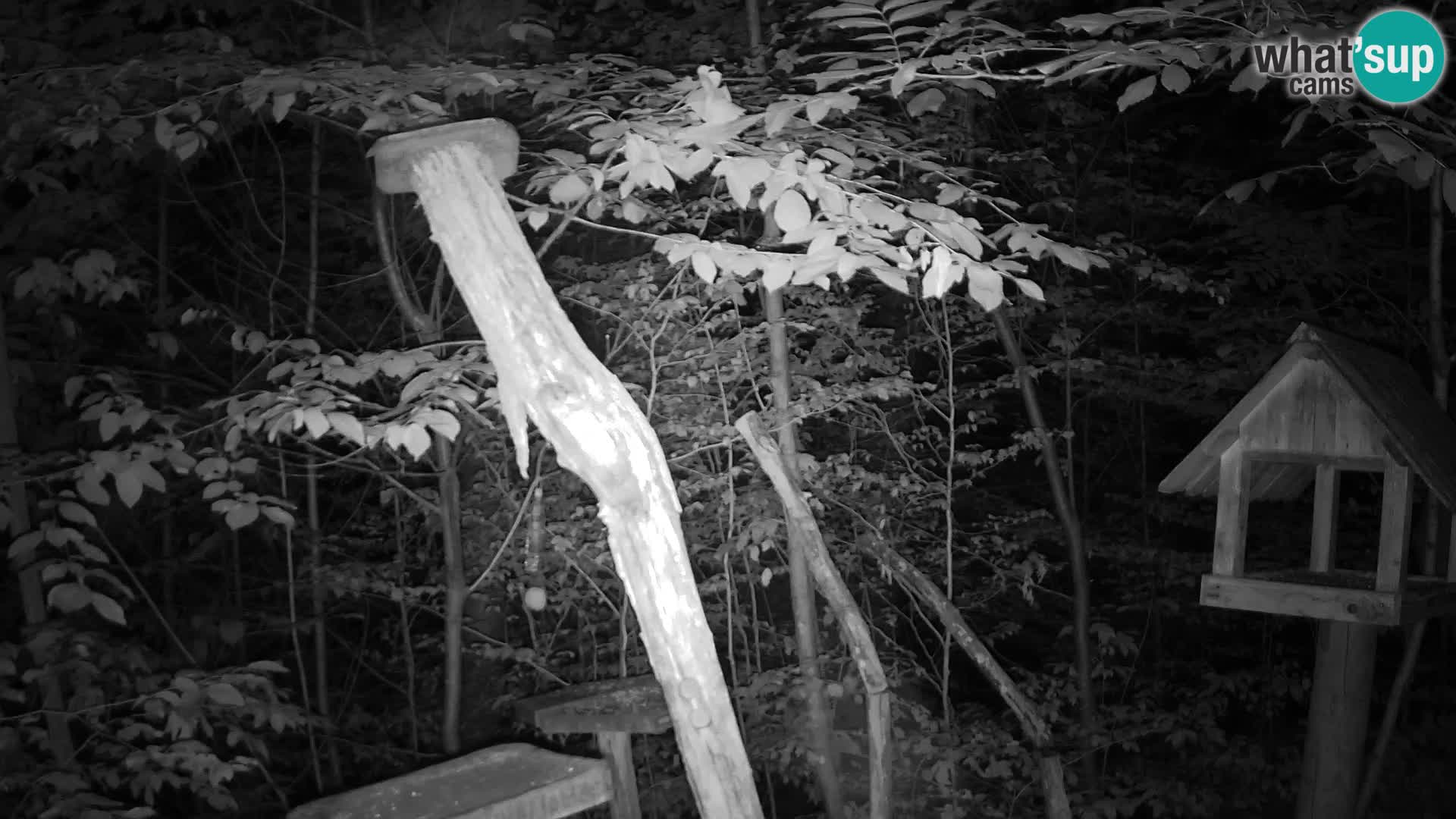 Mangiatoie per uccelli allo ZOO di Lubiana livecam