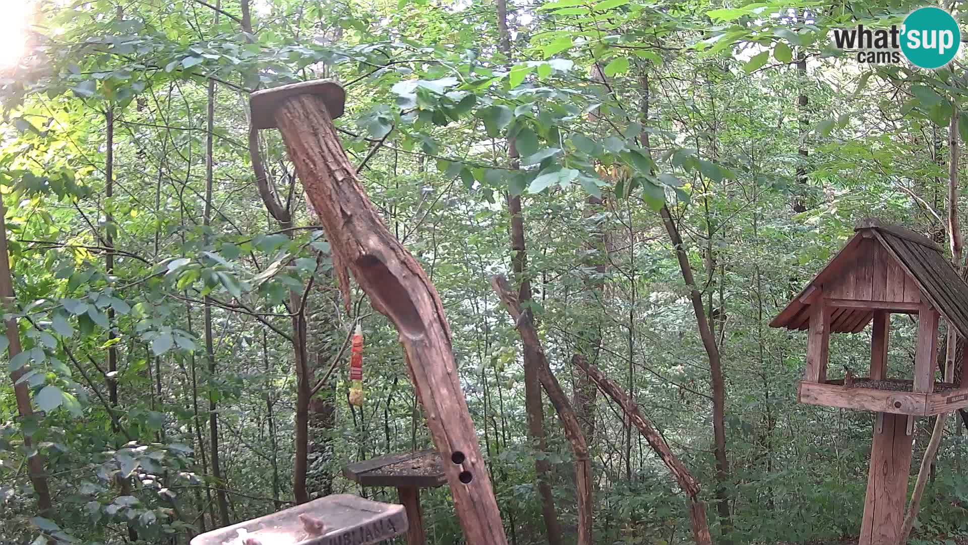 Hranilice za ptice u ZOO web kamera Ljubljana