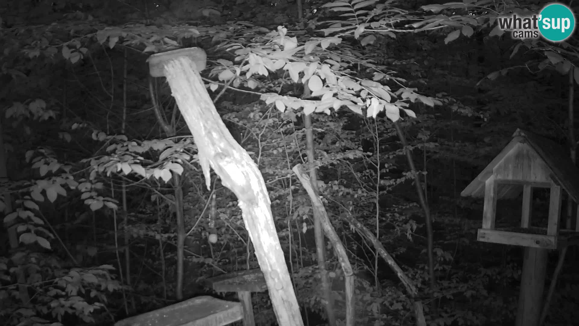 Bird feeders at ZOO Ljubljana webcam
