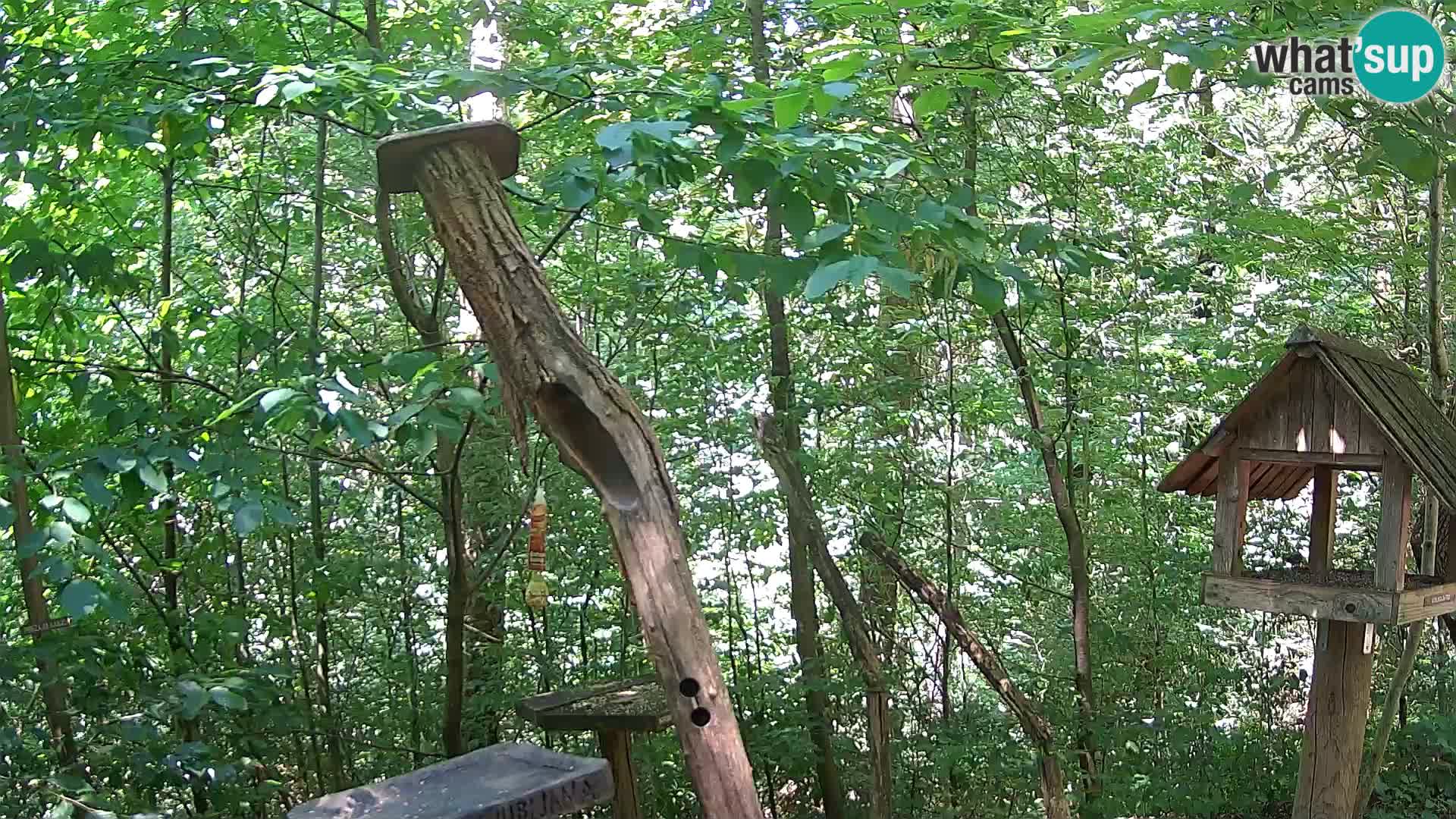 Bird feeders at ZOO Ljubljana webcam