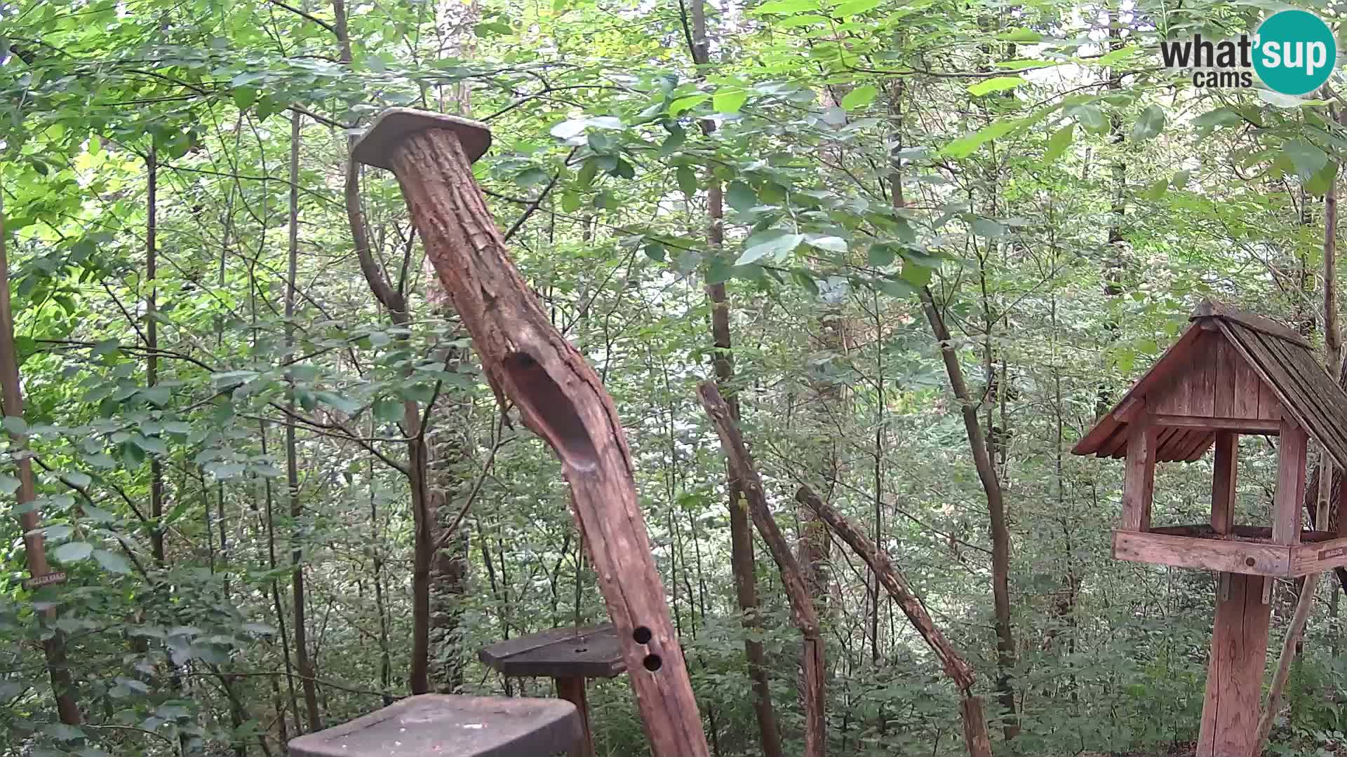 Hranilice za ptice u ZOO web kamera Ljubljana