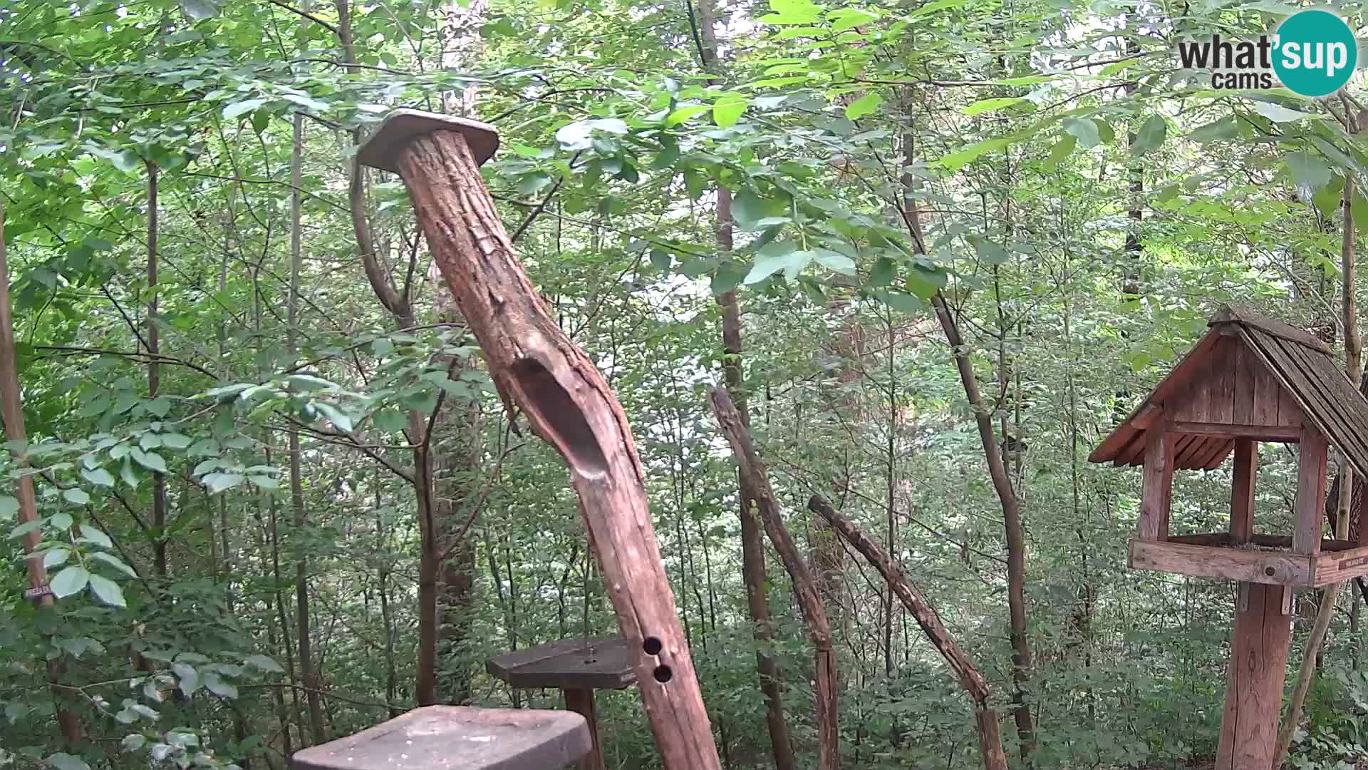 Hranilice za ptice u ZOO web kamera Ljubljana