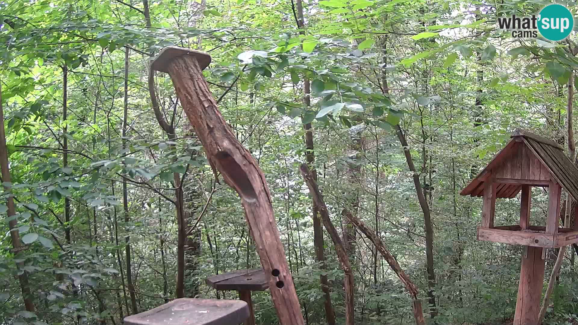 Hranilice za ptice u ZOO web kamera Ljubljana