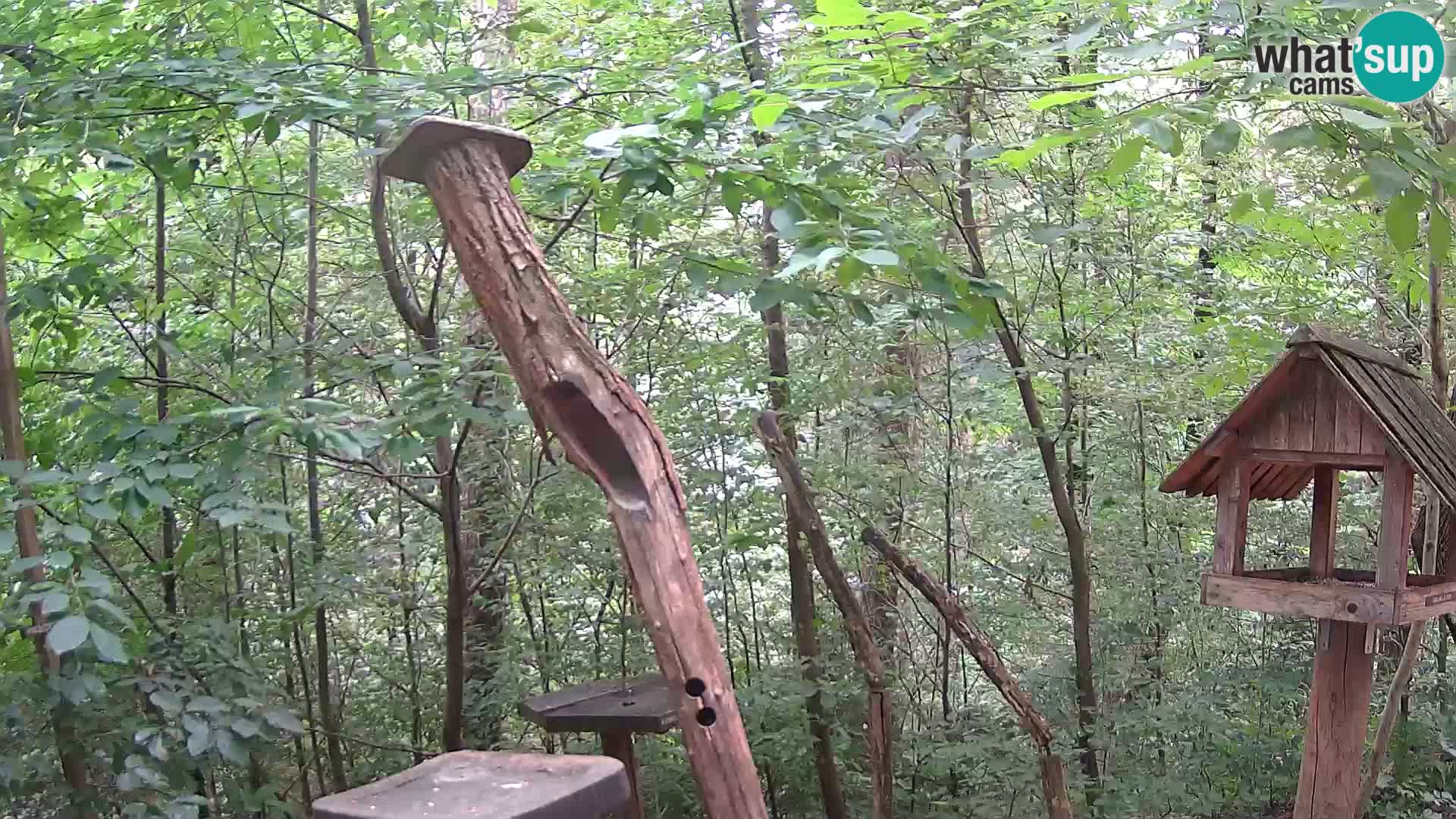 Vogelfutterhäuschen im ZOO webcam Ljubljana