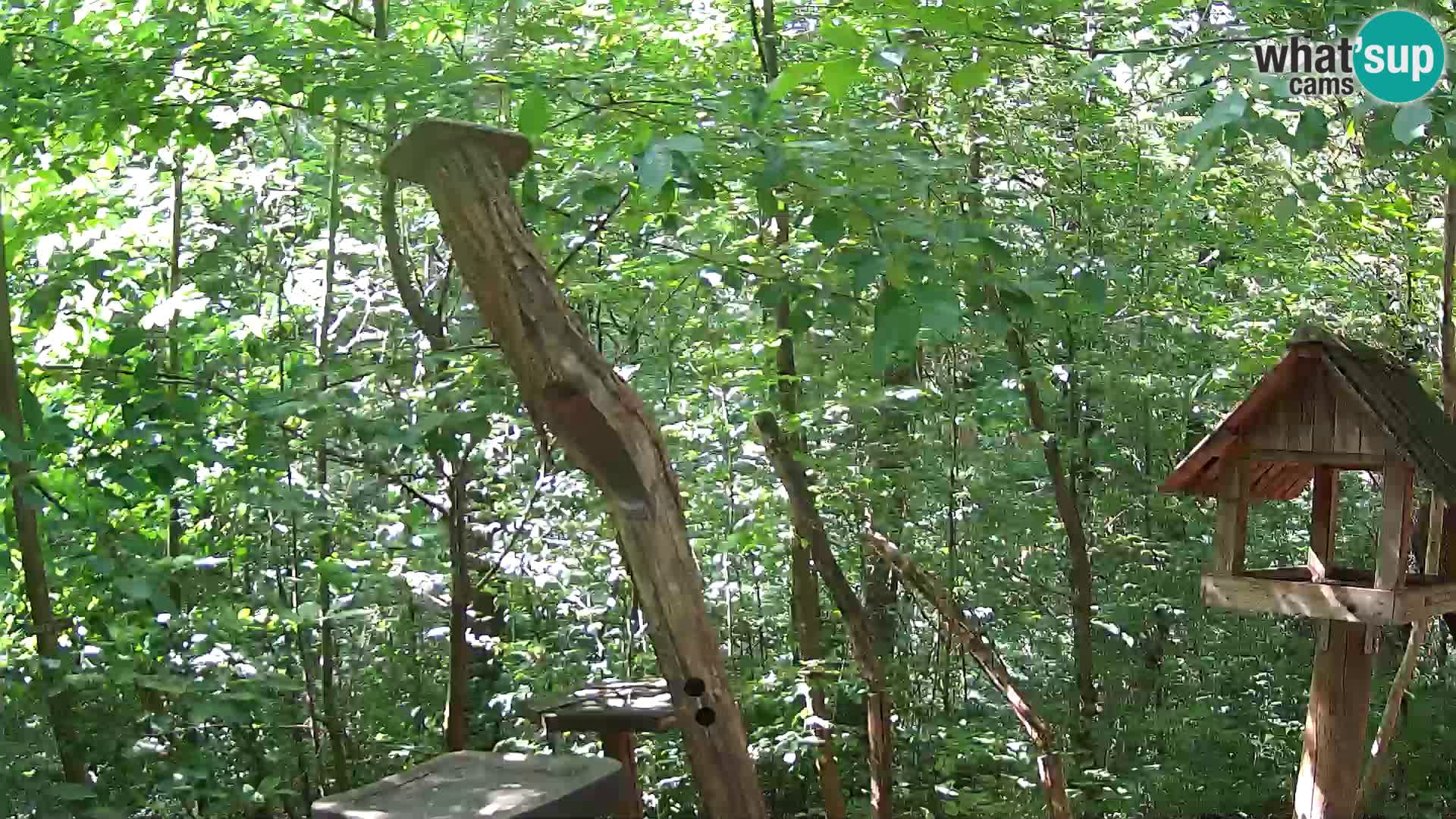 Comederos para pájaros en ZOO Ljubljana camera en vivo