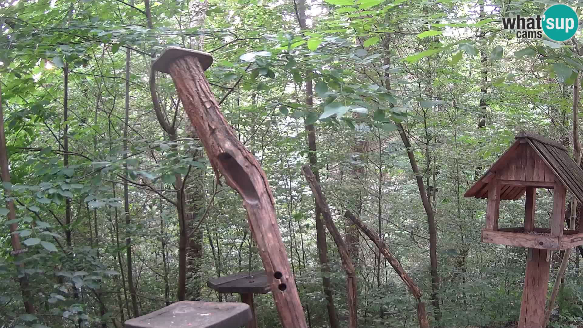 Mangiatoie per uccelli allo ZOO di Lubiana livecam