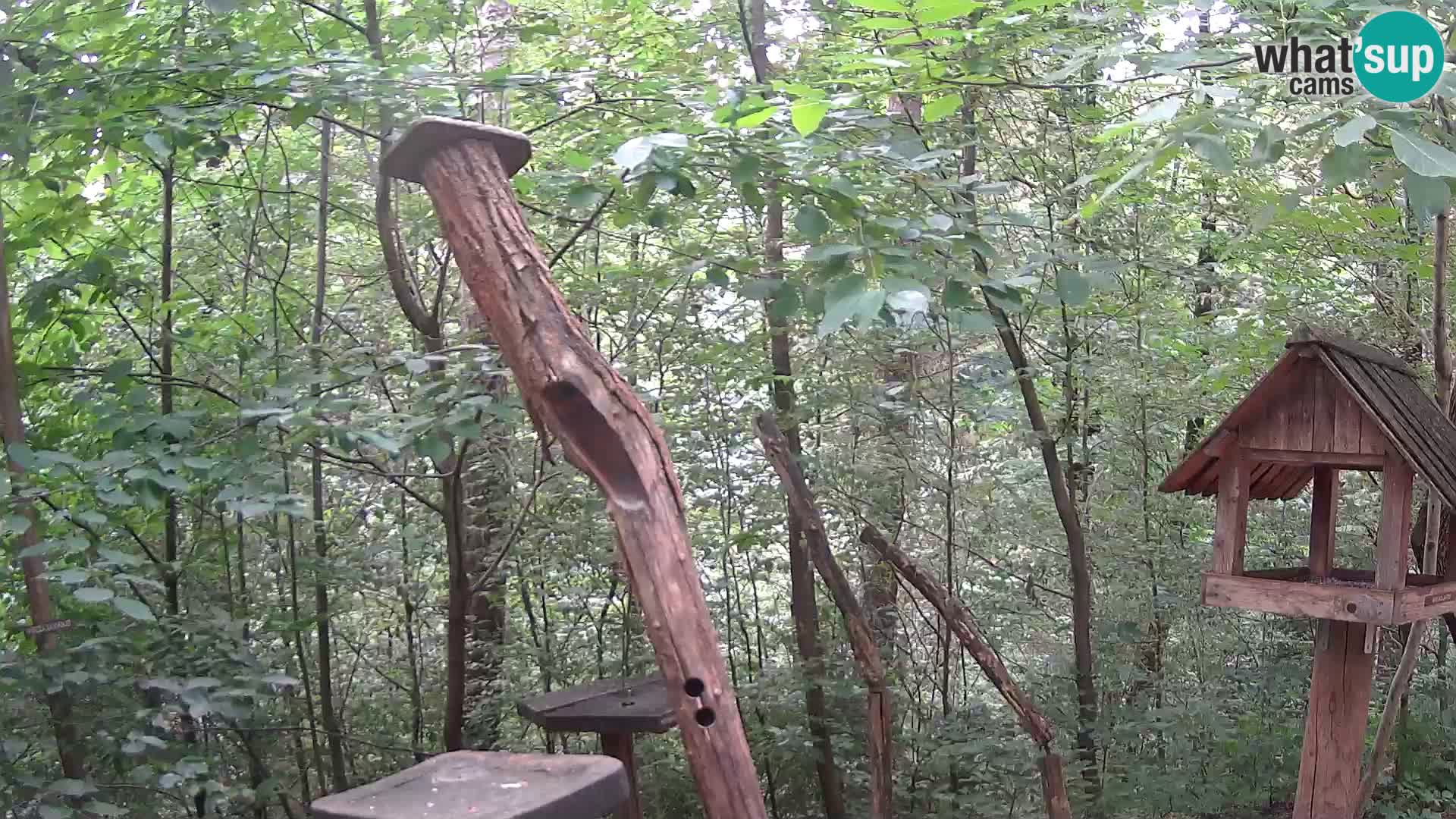 Vogelfutterhäuschen im ZOO webcam Ljubljana