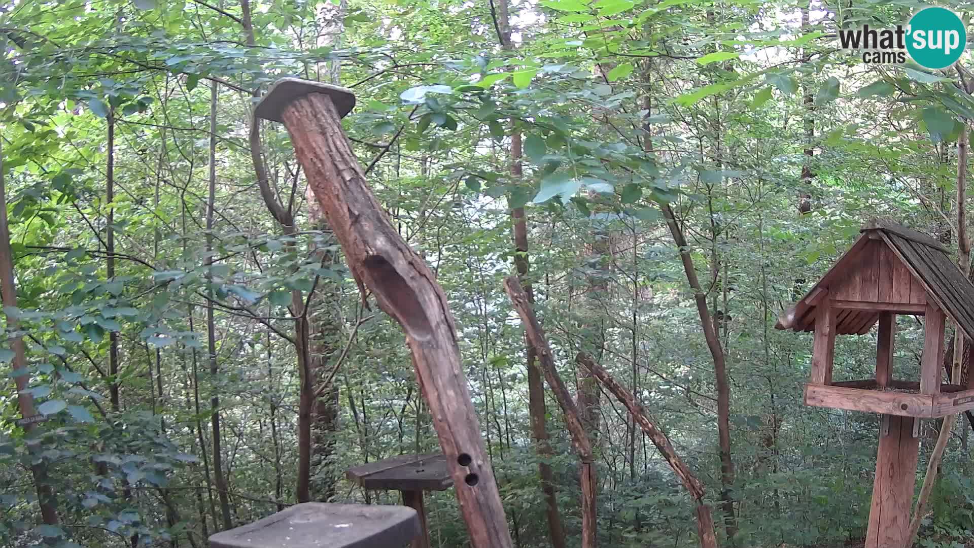 Mangeoires pour oiseaux au ZOO live webcam Ljubljana