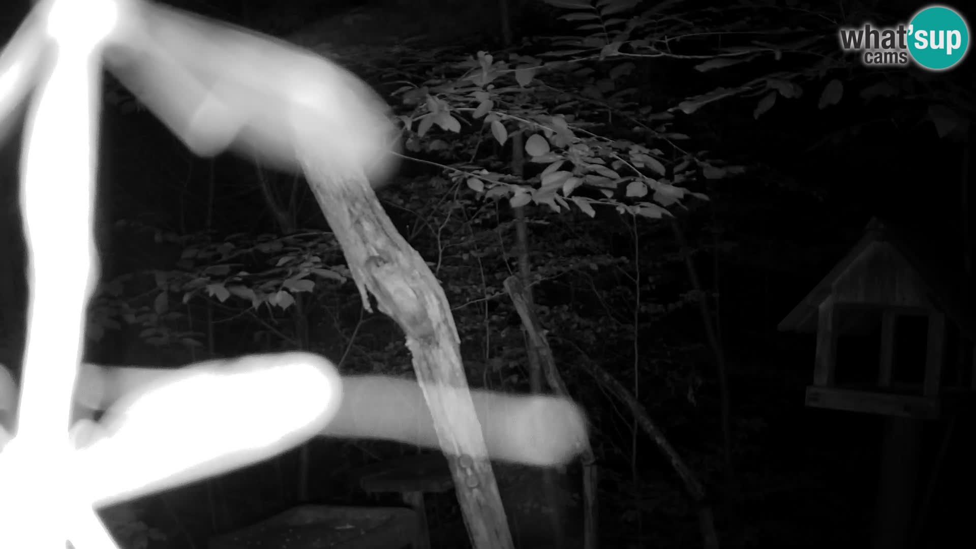 Comederos para pájaros en ZOO Ljubljana camera en vivo