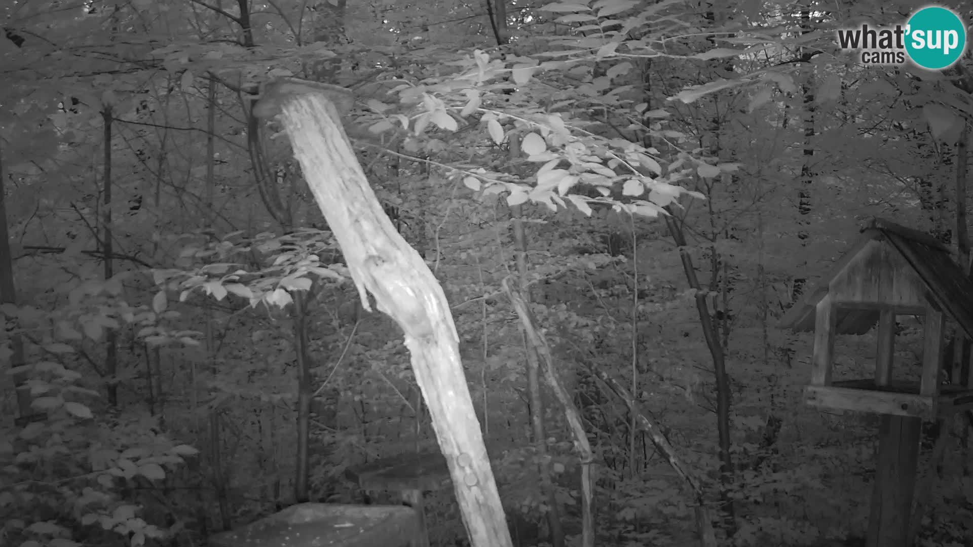 Mangeoires pour oiseaux au ZOO live webcam Ljubljana
