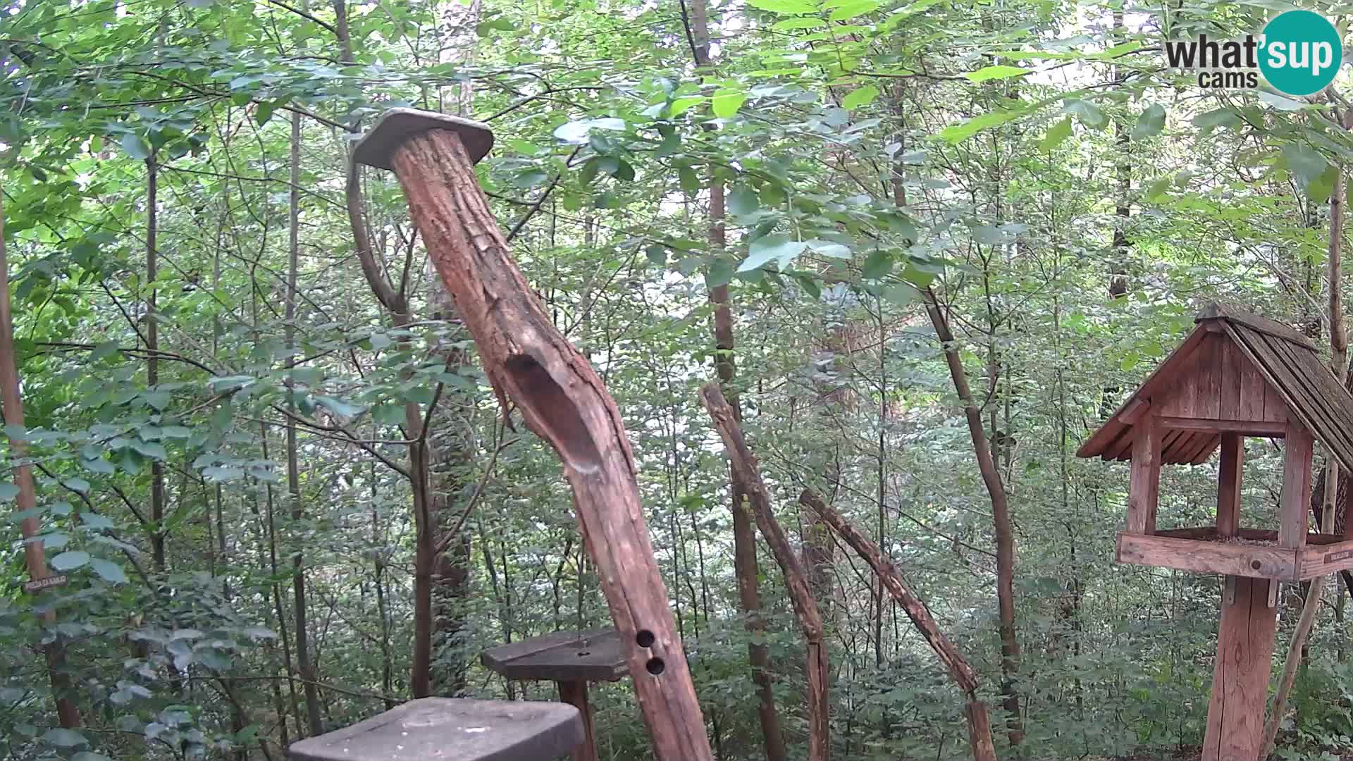 Mangeoires pour oiseaux au ZOO live webcam Ljubljana