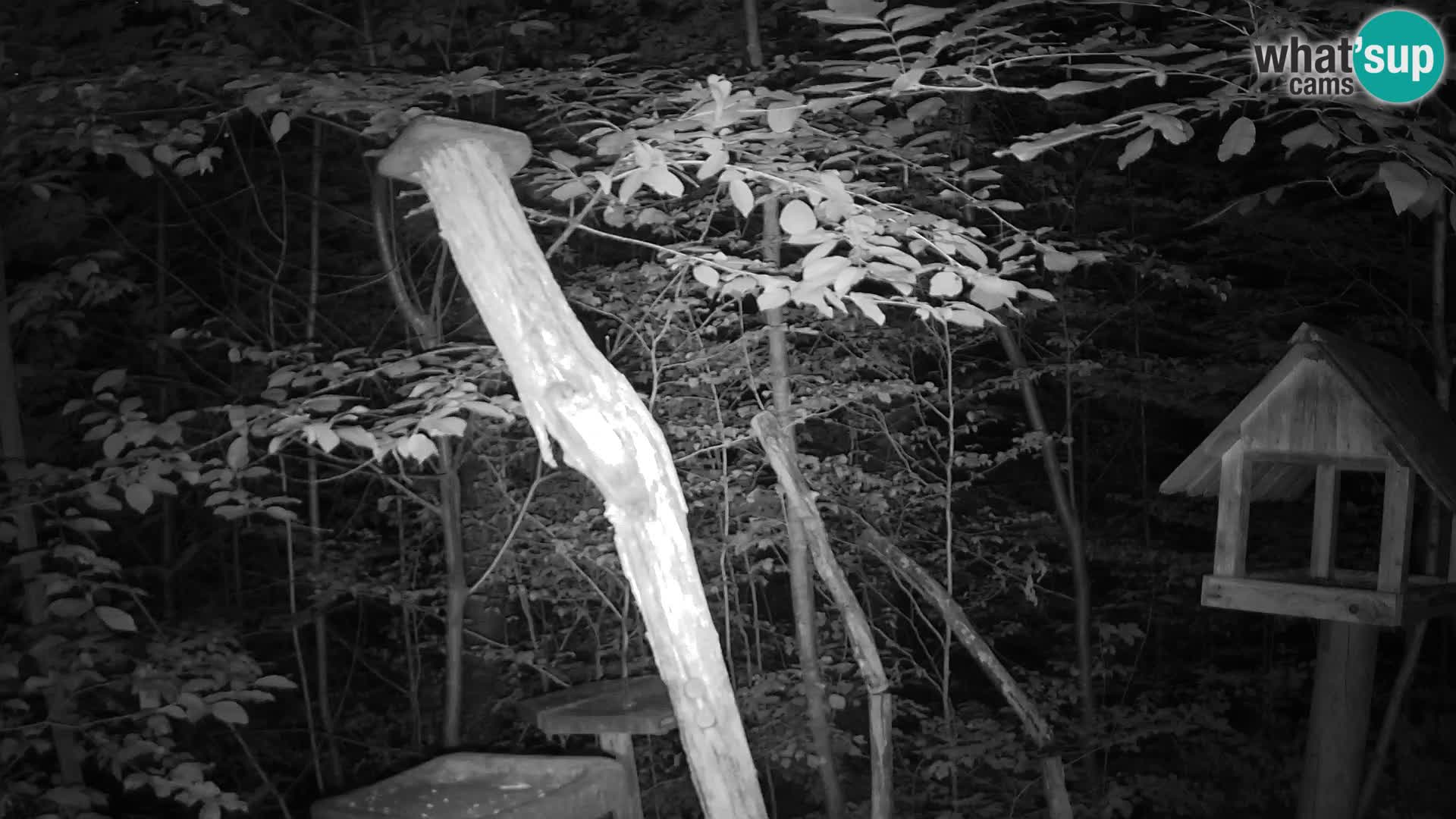 Bird feeders at ZOO Ljubljana webcam