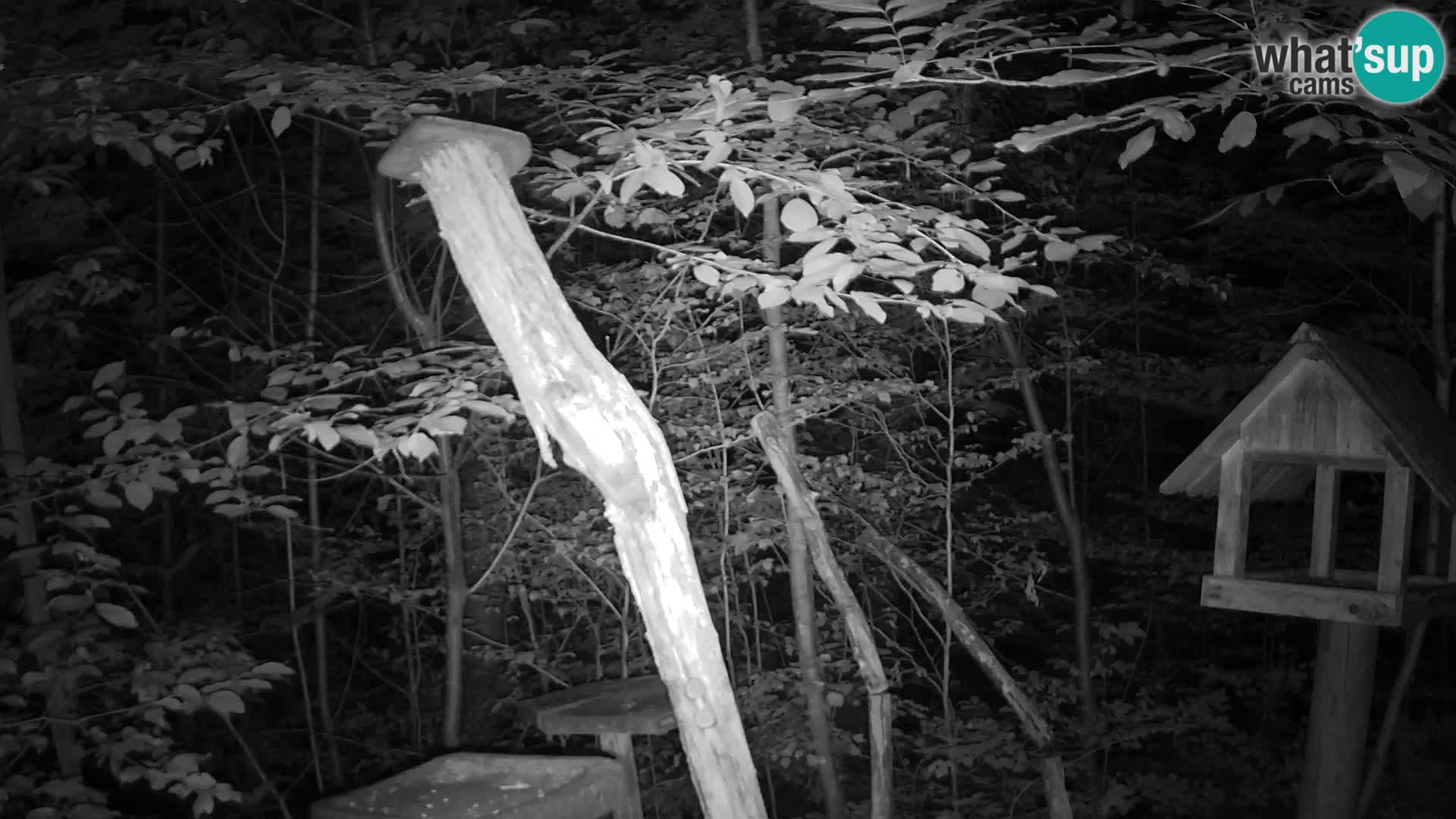 Mangeoires pour oiseaux au ZOO live webcam Ljubljana