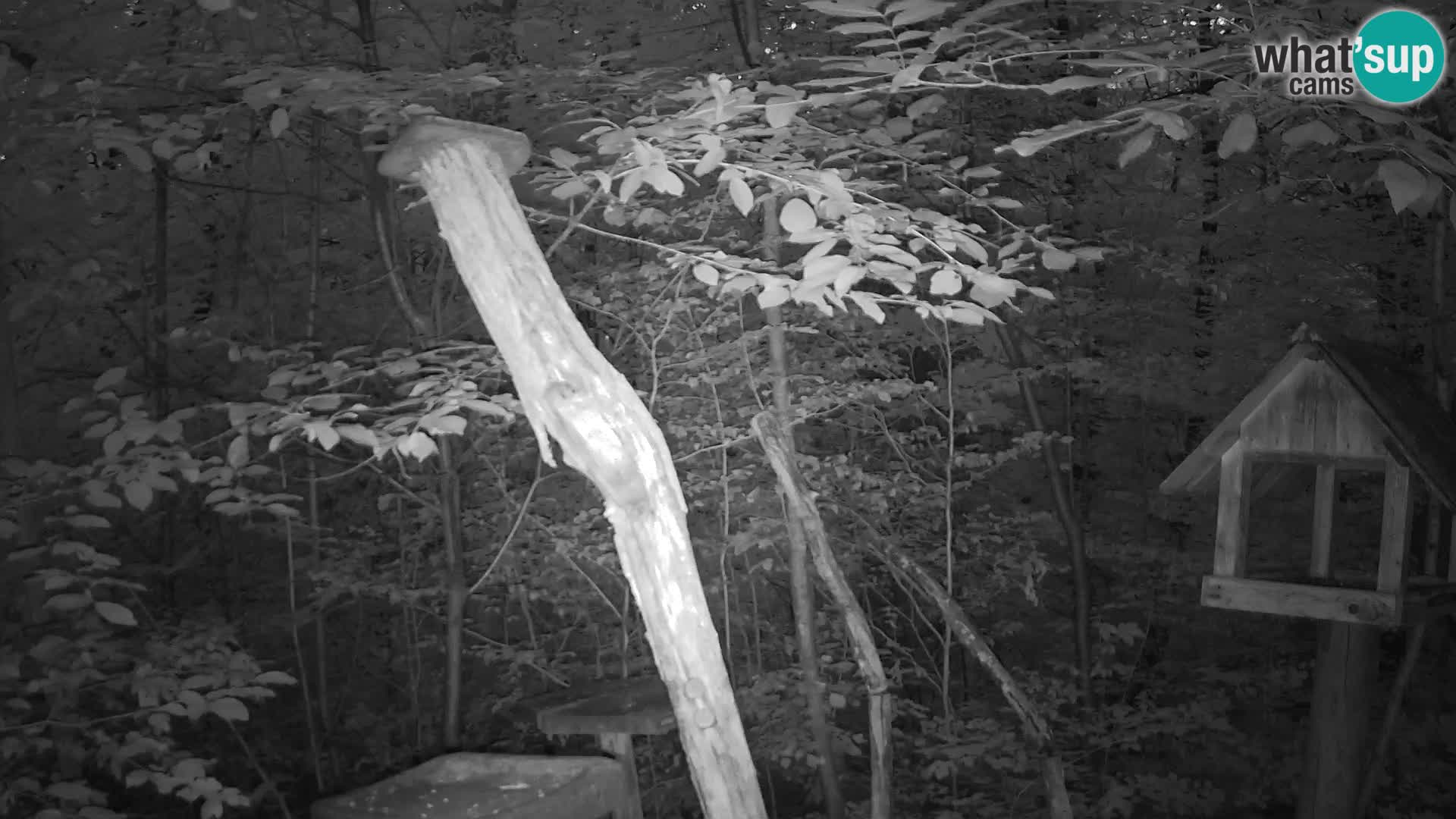 Mangeoires pour oiseaux au ZOO live webcam Ljubljana